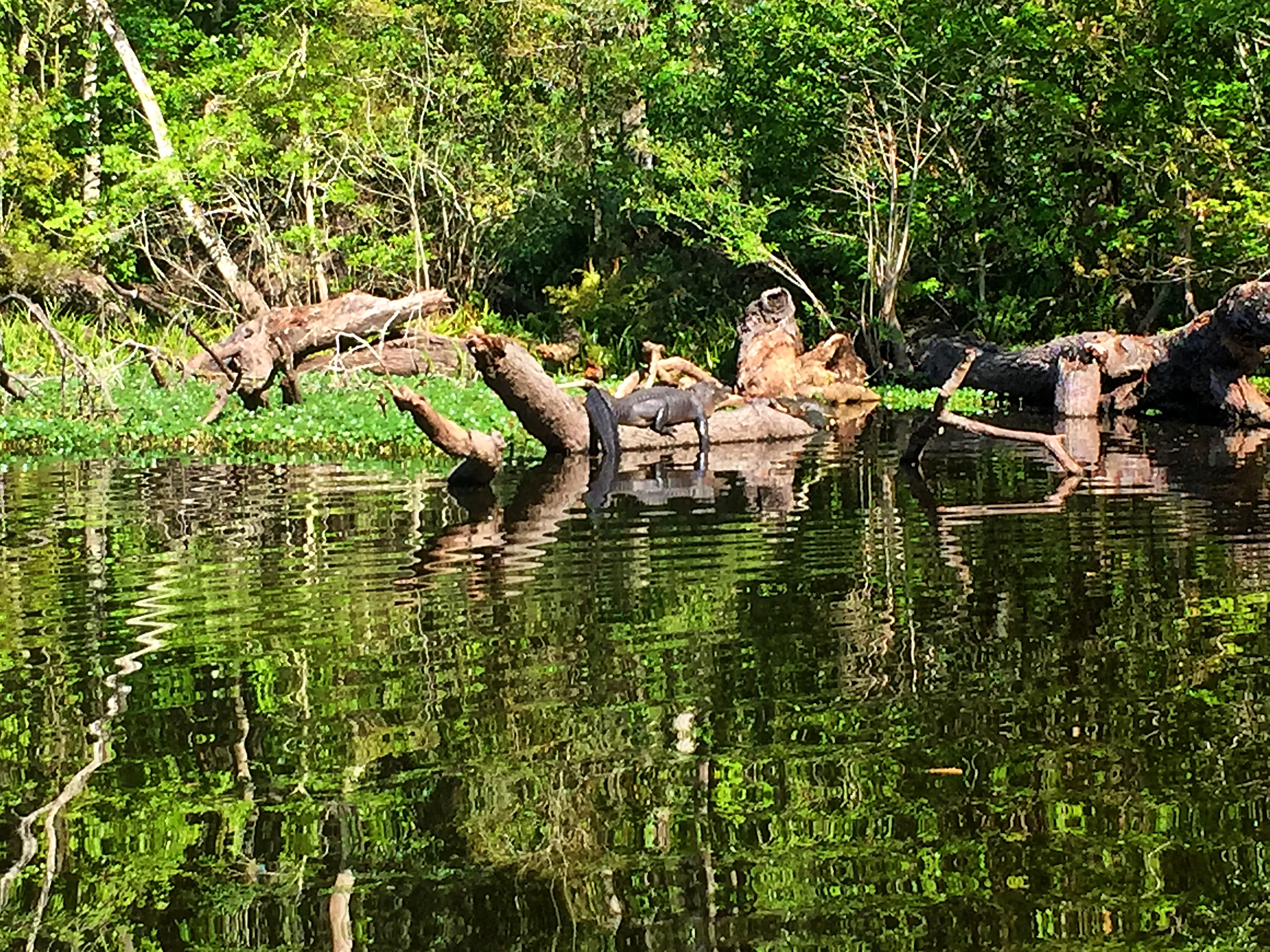 Paddle the Hillsborough River Wilderness Preserve