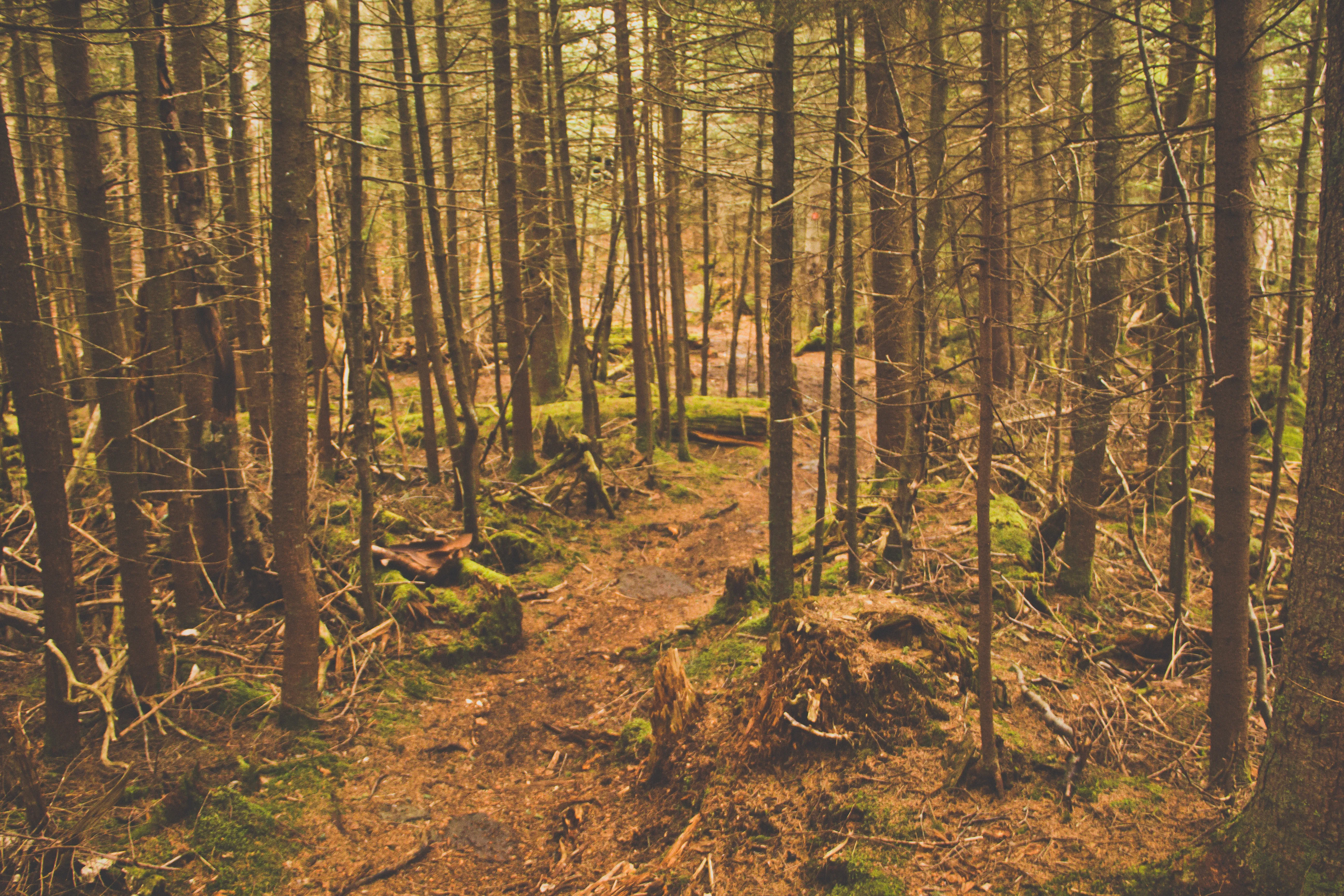 Devil's Path in the Catskills