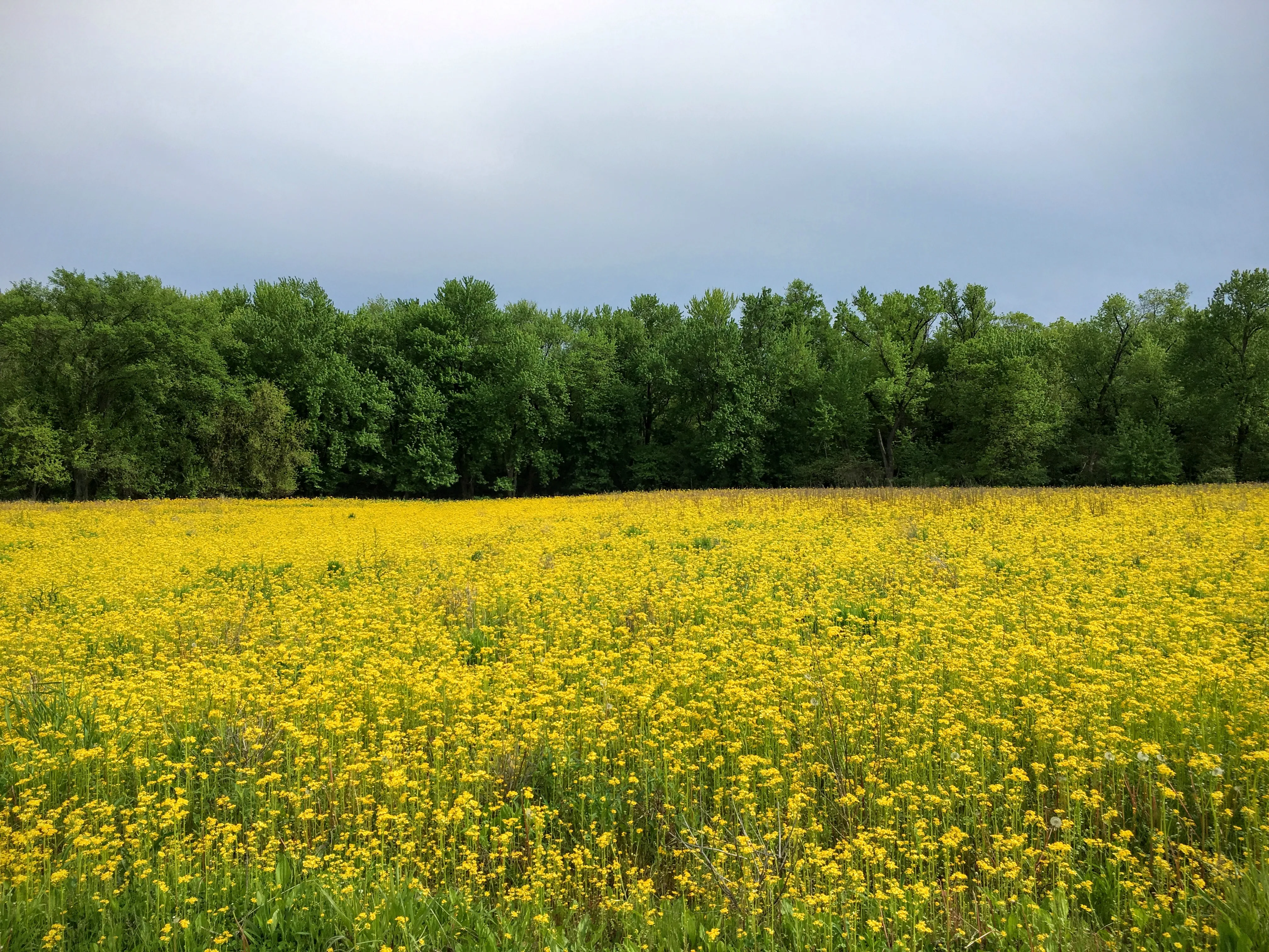 Hike through Scioto Grove Metro Park