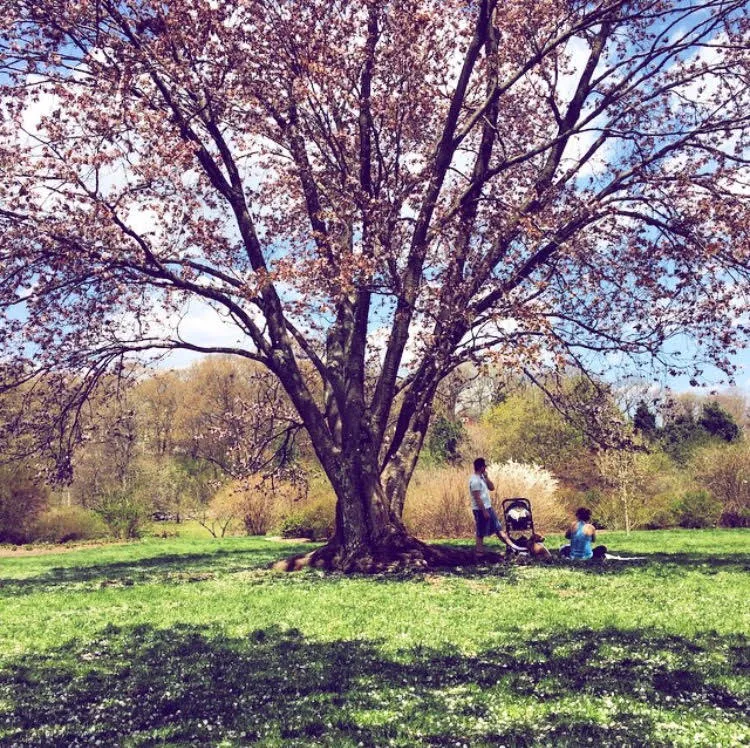 Run the Arnold Arboretum Trail