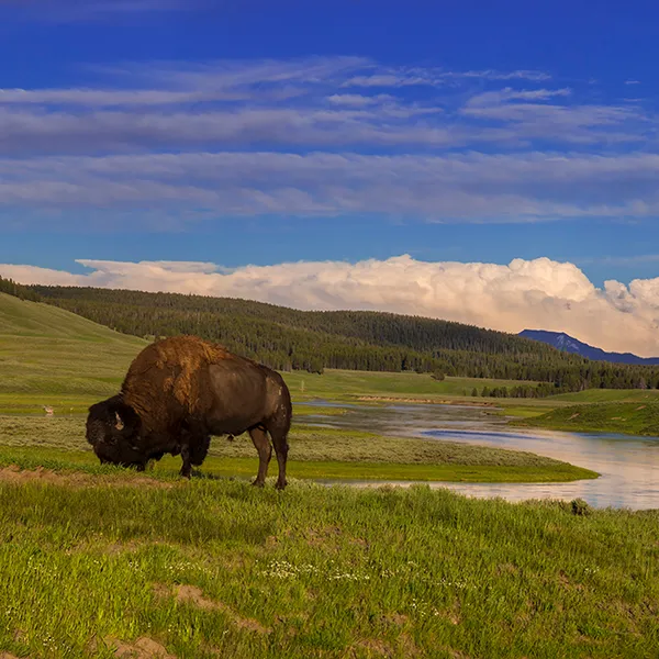 A Response To The Yellowstone Bison Incident From An Actual Wildlife Biologist