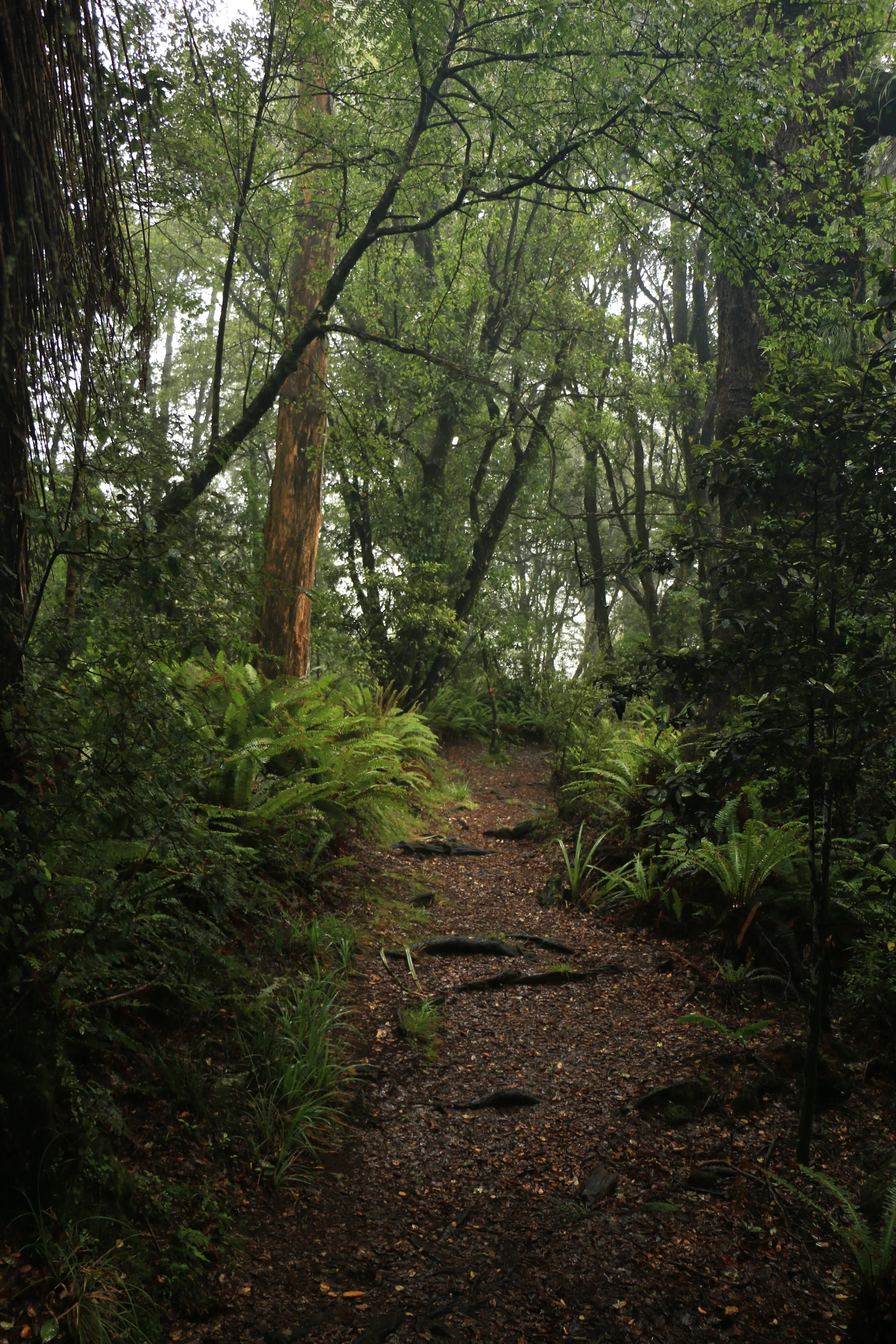 Hike Mt. Urchin Track