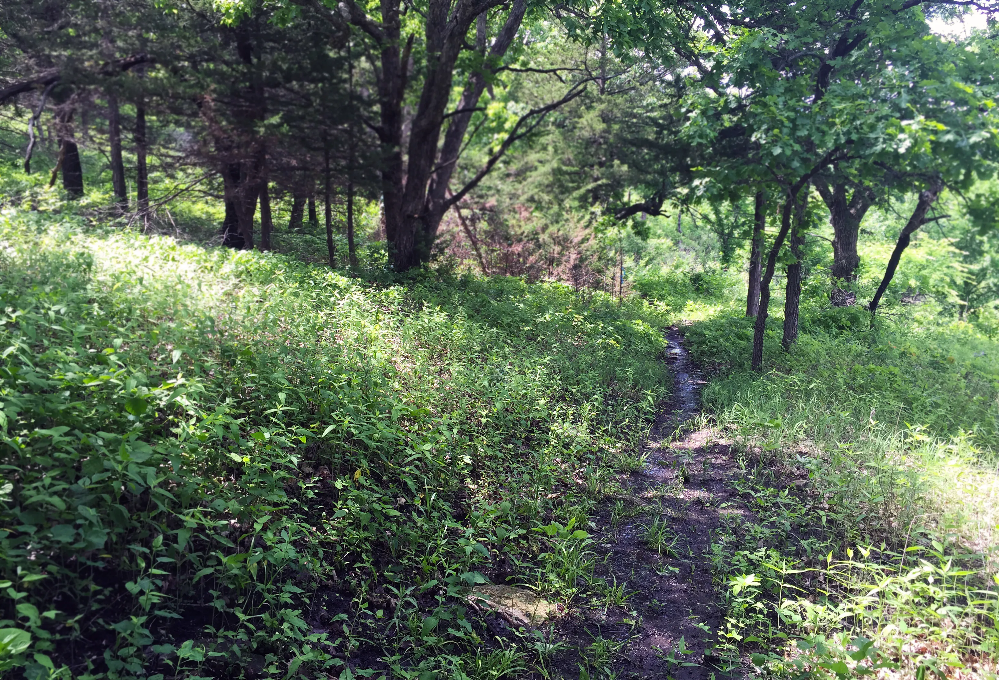 Hike the Carnahan Creek Park Loop