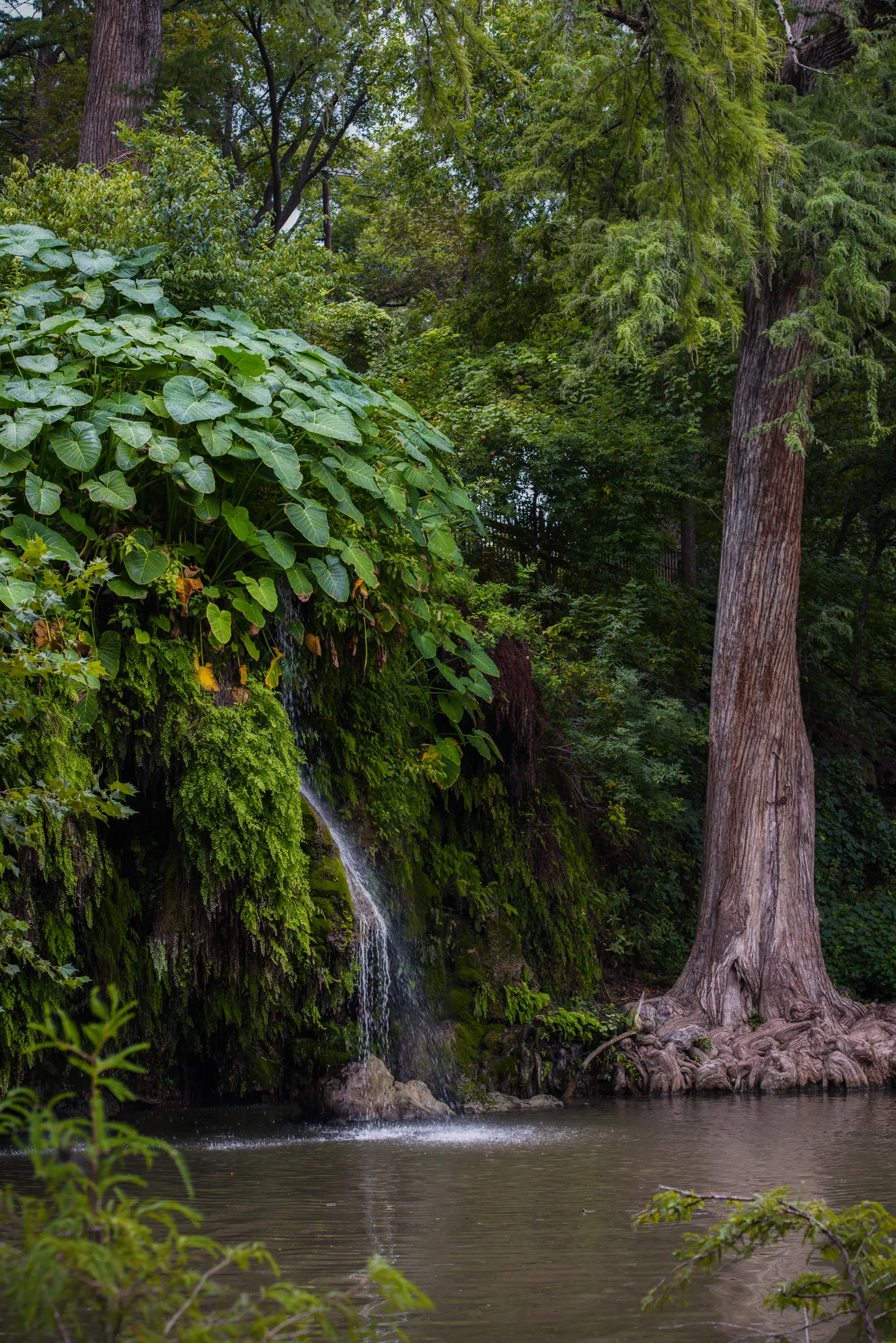 Explore Krause Springs