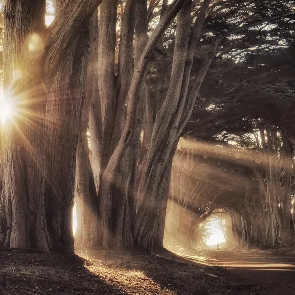 How Meditation And Nature Walks Can Go Hand-In-Hand