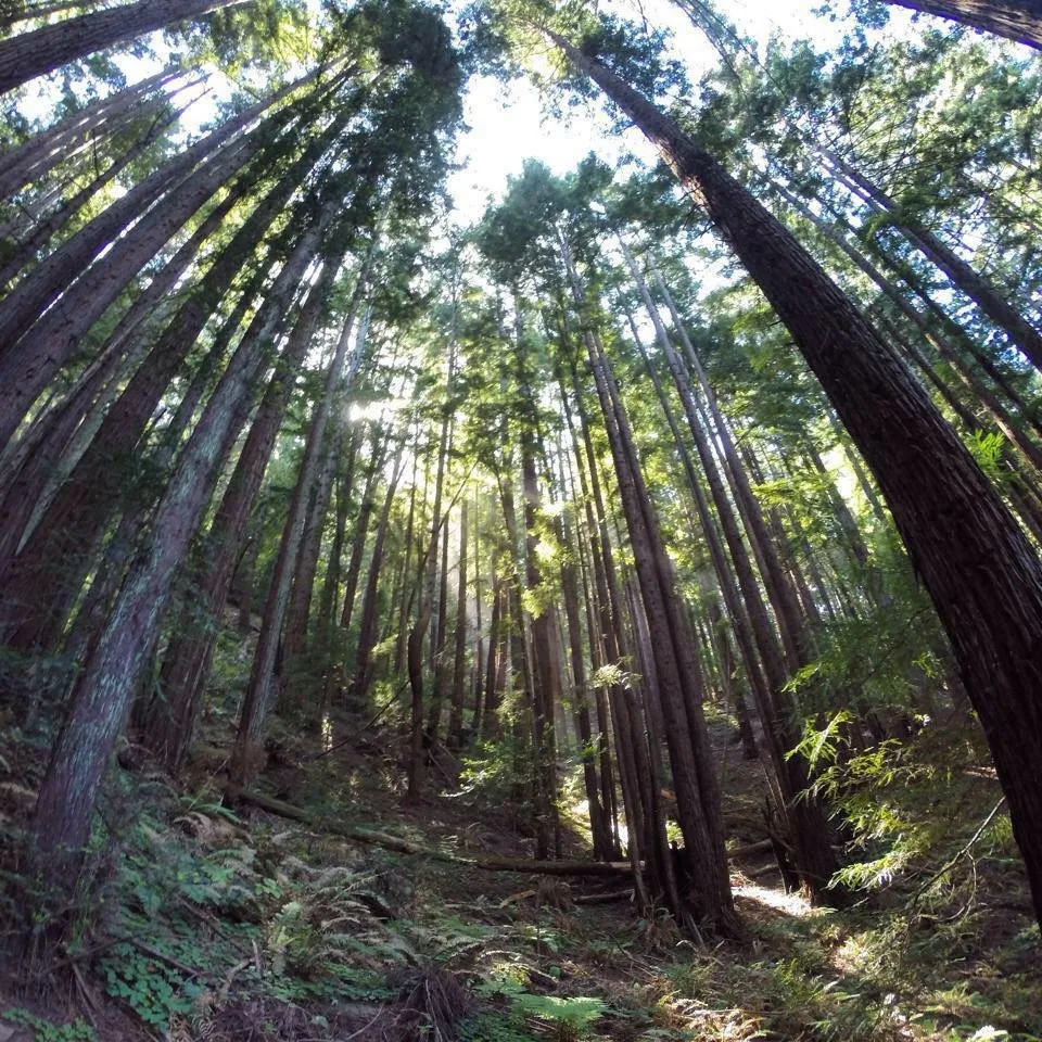 Soquel Demonstration Forest Flow Trail