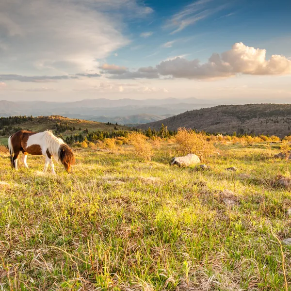 5 Reasons Why You Should Explore Virginia's Grayson Highlands