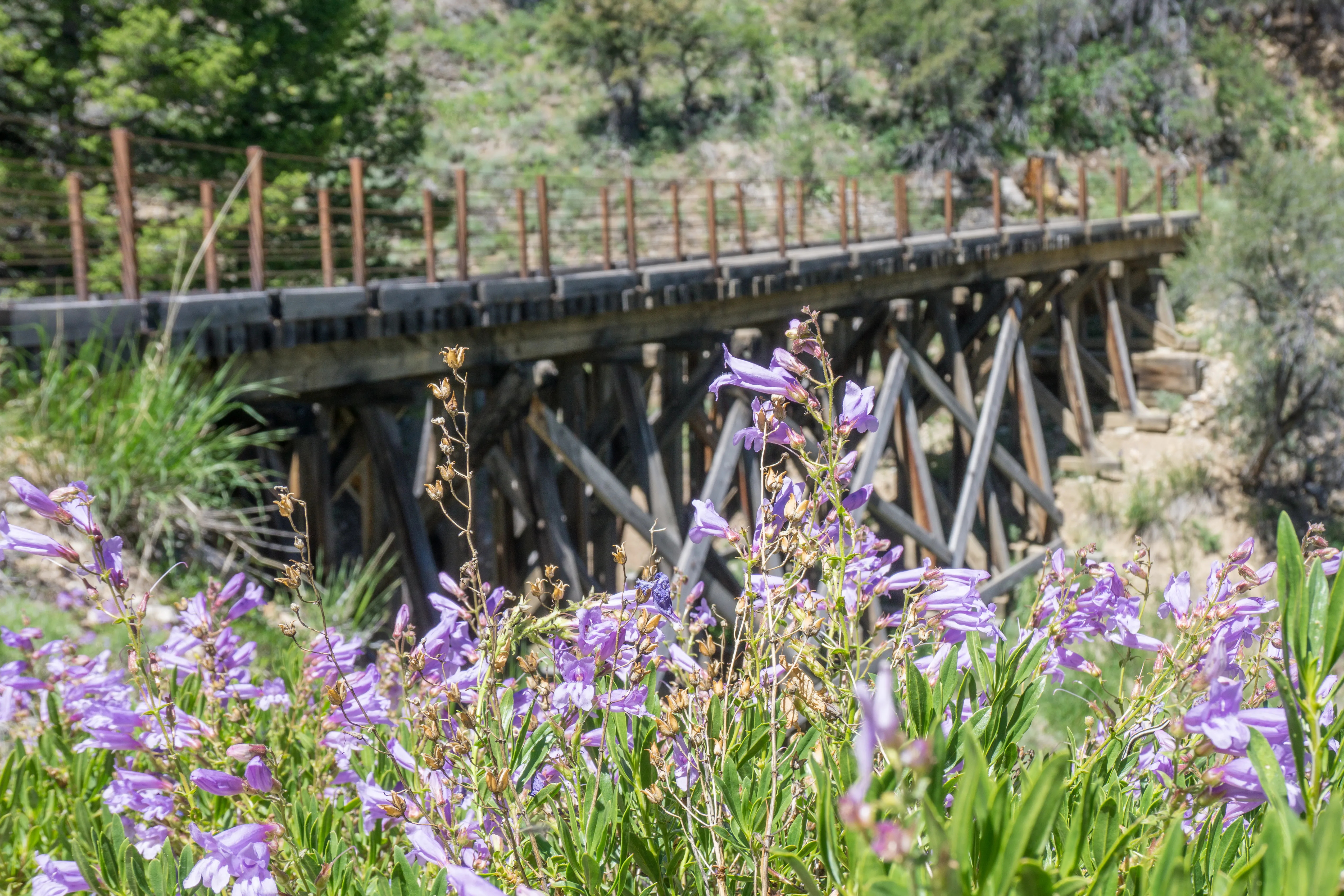 Hike to the Shay Trestle