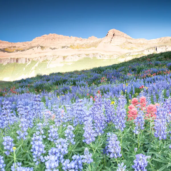 5 Wildflower Hikes in Utah You Need to Do This Weekend