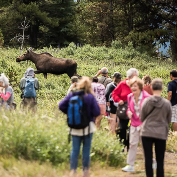 How Tourists Are Getting Wild Animals Killed