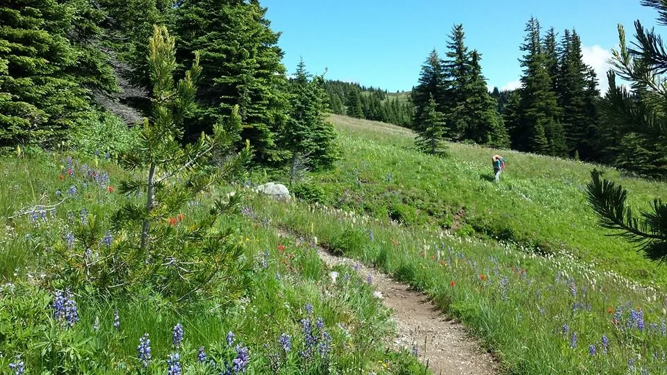 Backpack the Heather Trail, BC