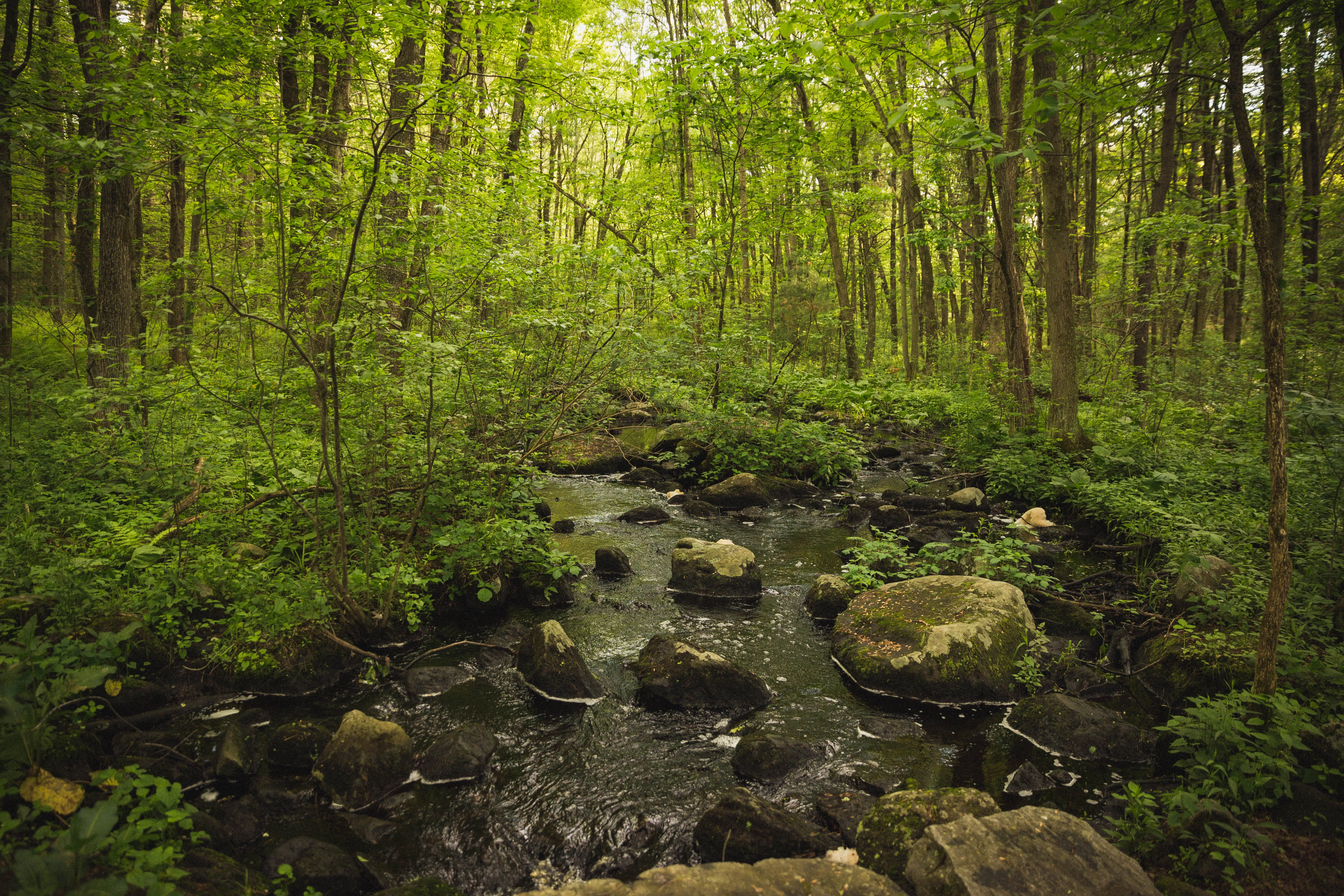 Hike the Pratt's Brook Conservation Area Loop