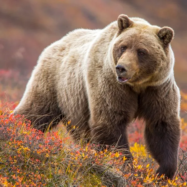 Preventing Bear Attacks: Tips From a Wildlife Biologist