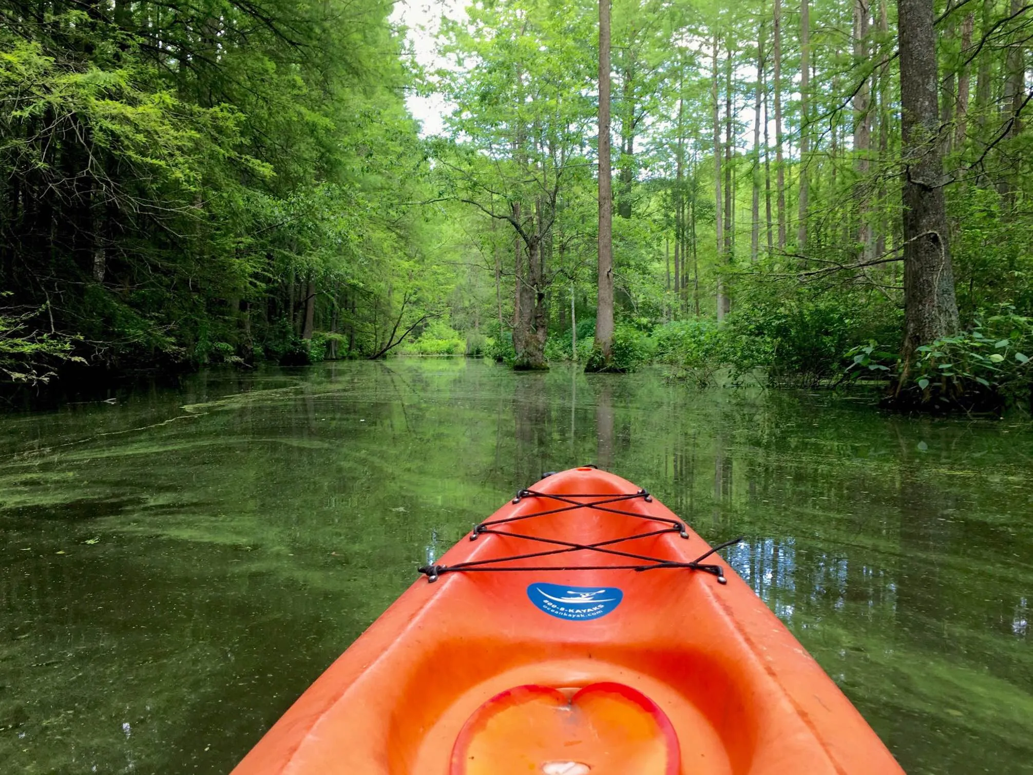 Kayak Trap Pond's Terrapin Branch Water Trail