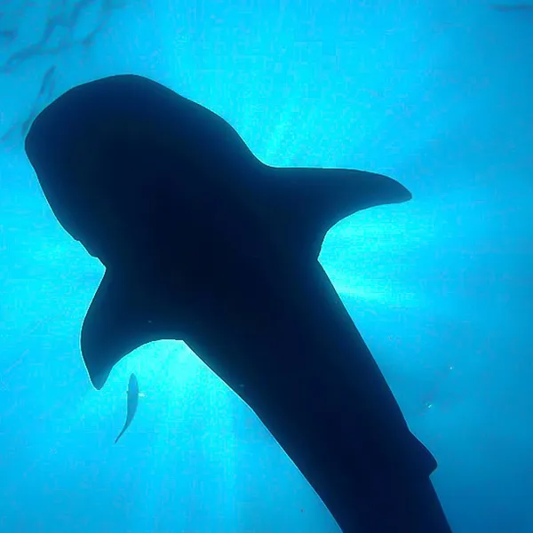 Swimming with Manta Rays and Whale Sharks in the Mexican Caribbean