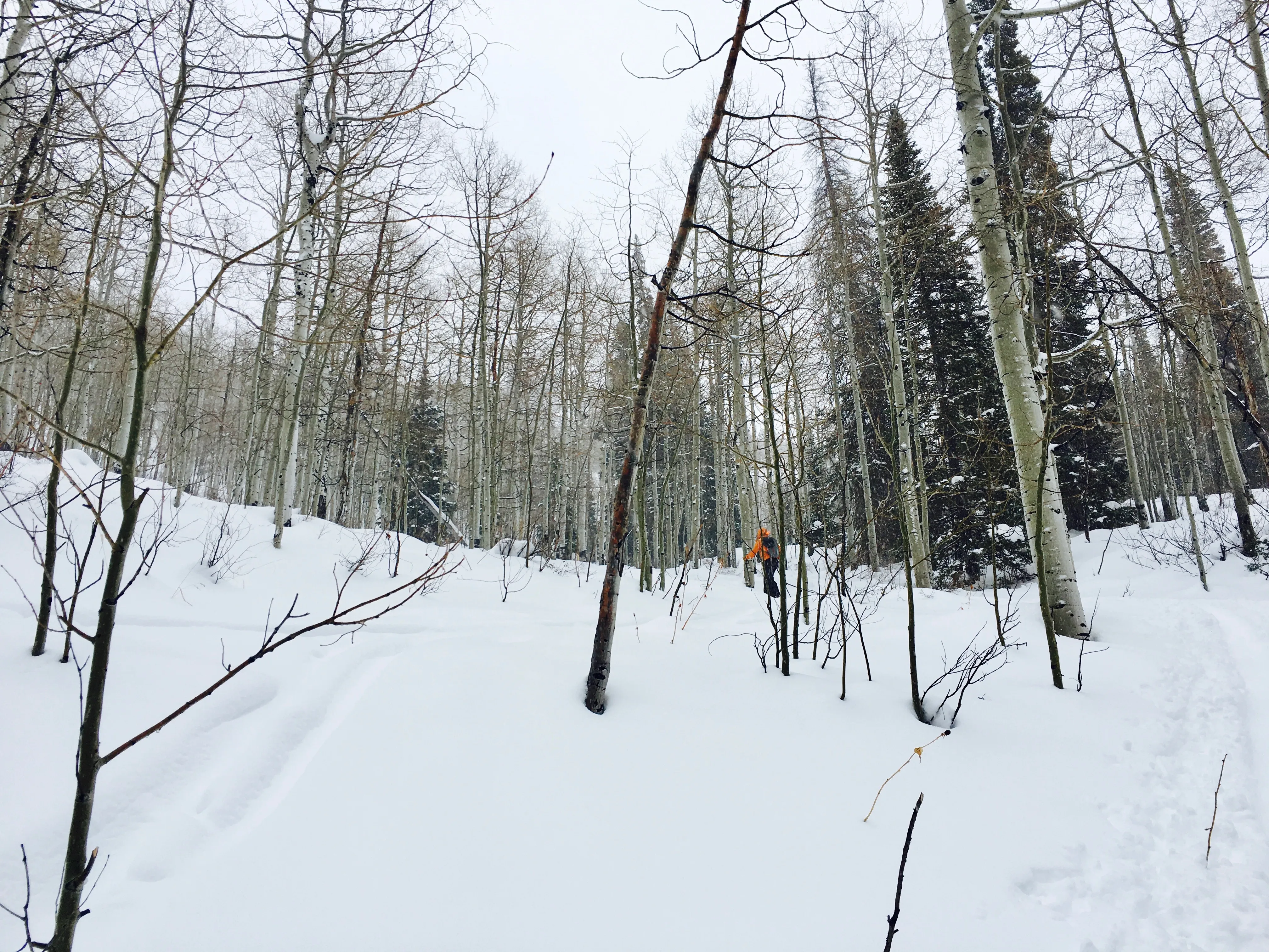 Backcountry Ski Short Swing, Mill D North