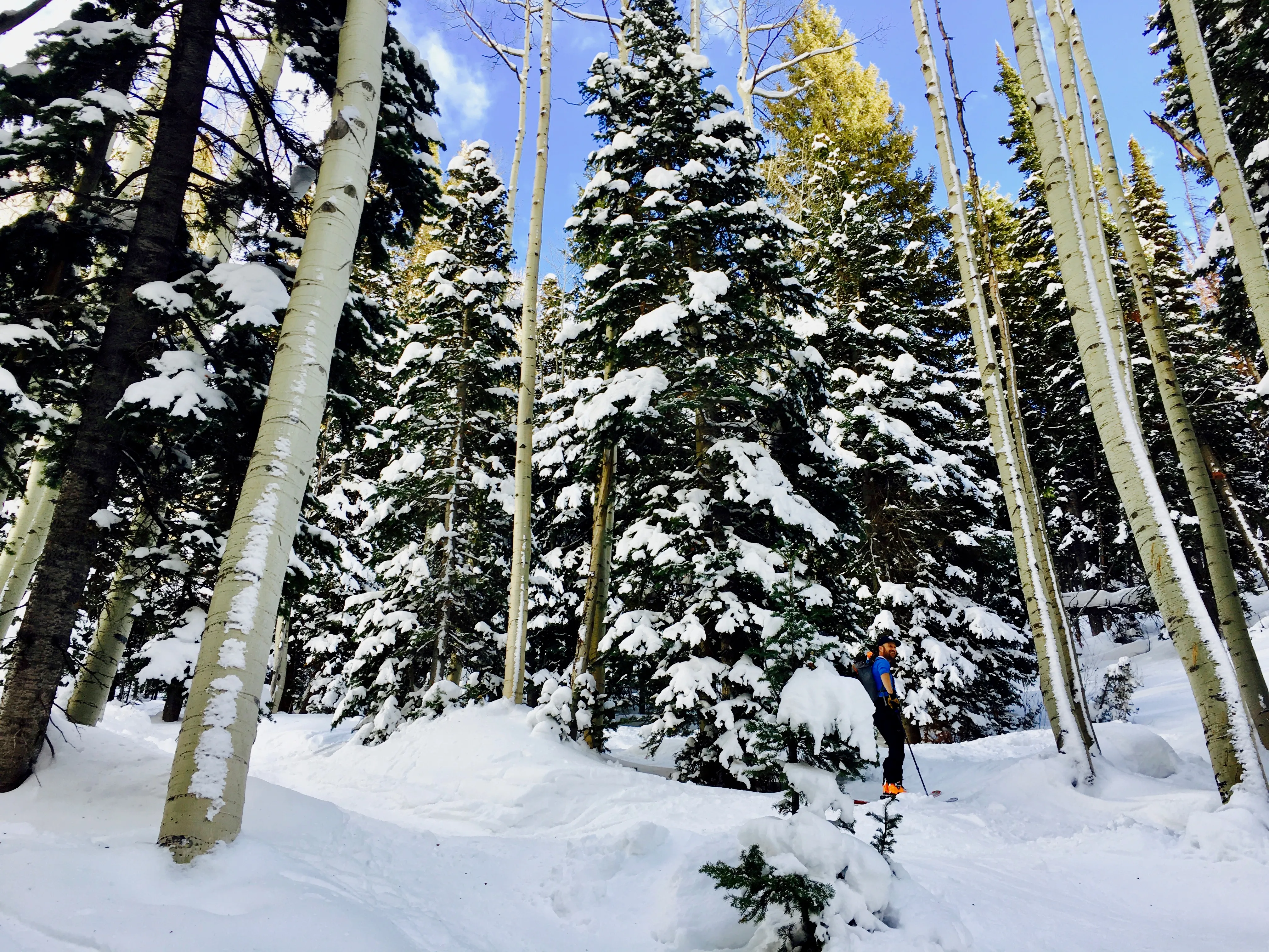 Backcountry Ski Beartrap Fork