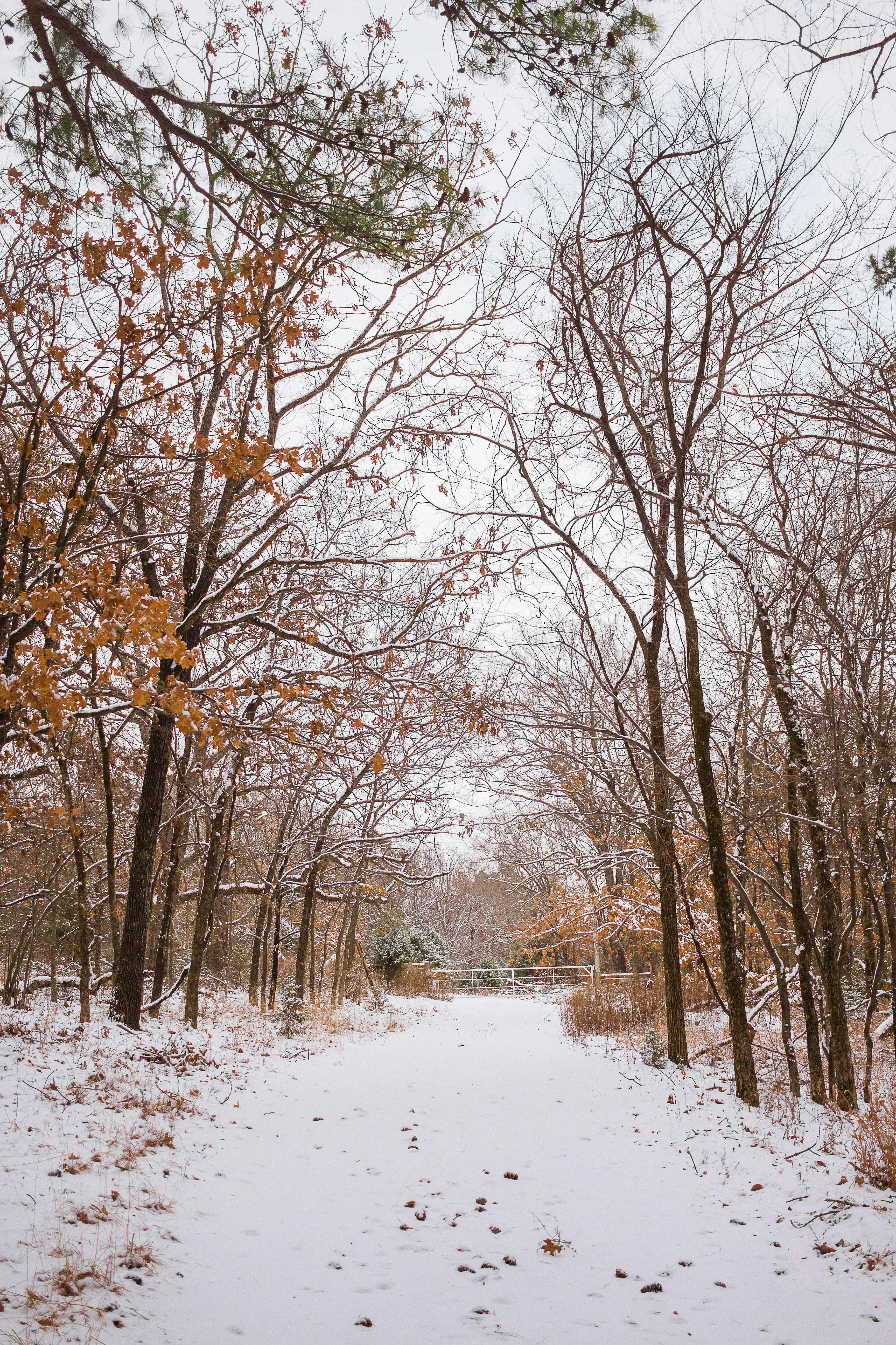 Scenic Drive through Sequoyah State Park