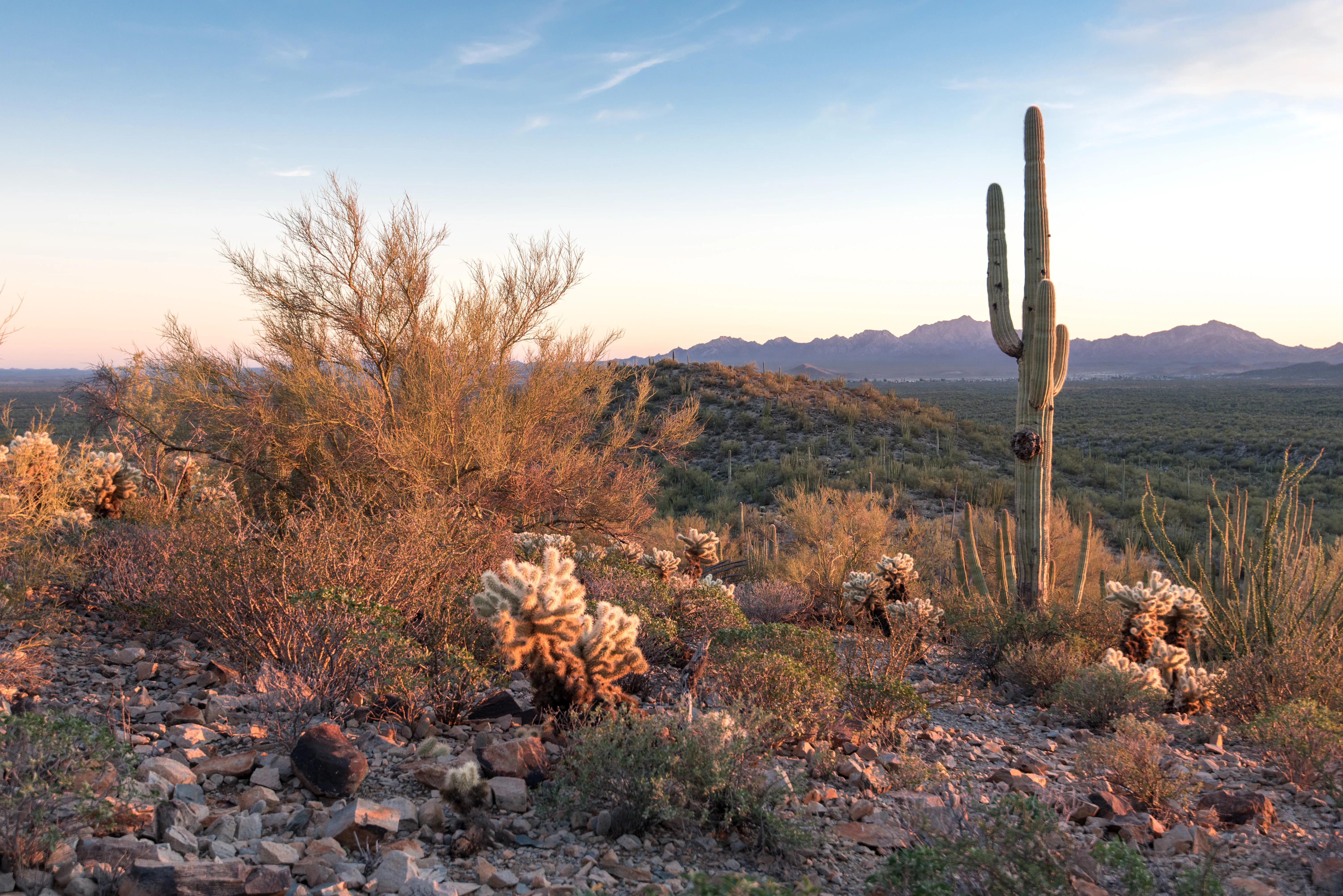 Desert View Trail