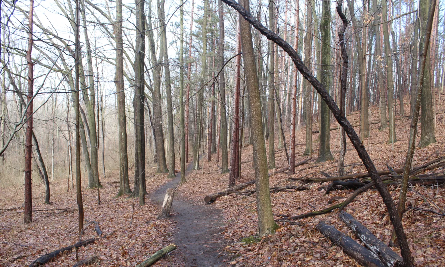 Hike Bird Hills Nature Area