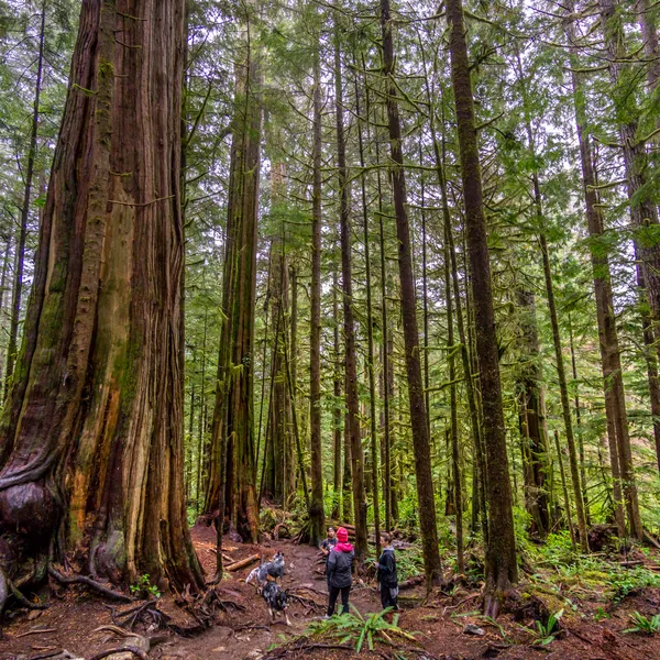 Old Growth Forests Are Still Being Logged on Vancouver Island 