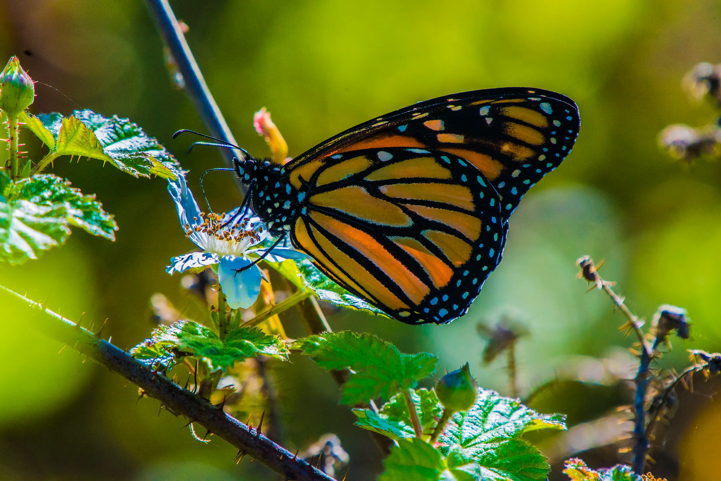 Natural Bridges' Monarch Grove
