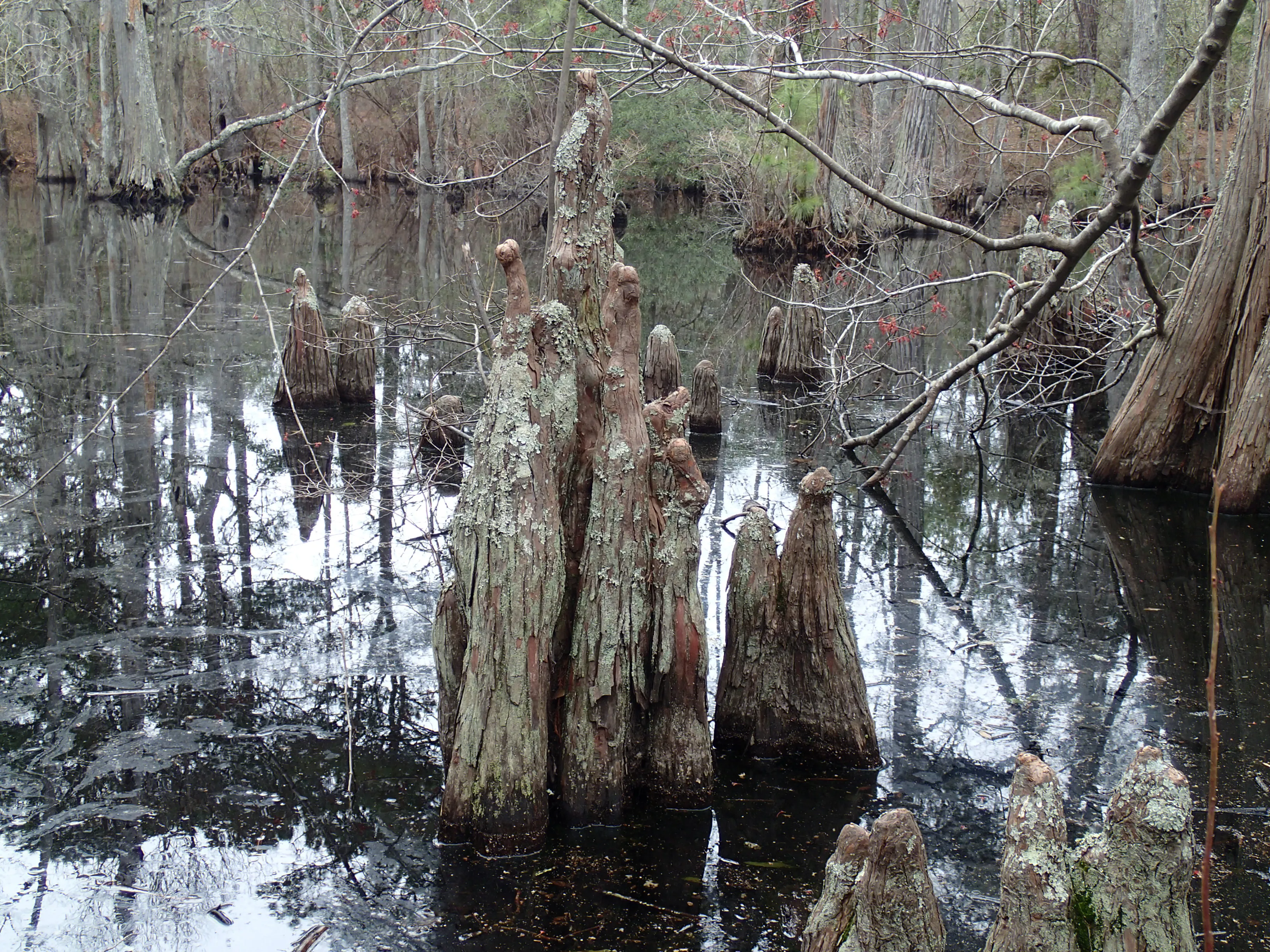 Hike the Bald Cypress Trail