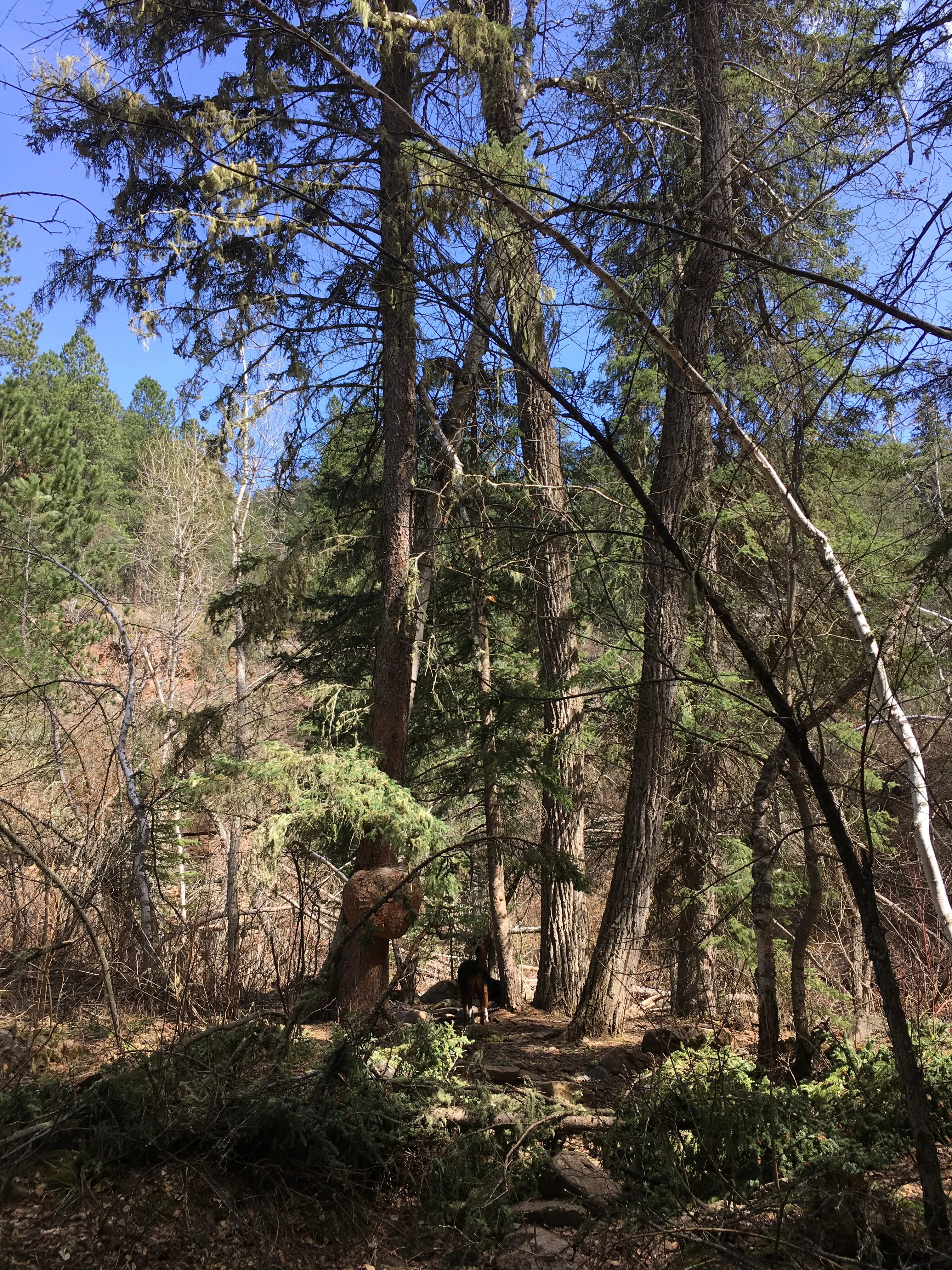 Hike to Devil's Bathtub, Black Hills National Forest