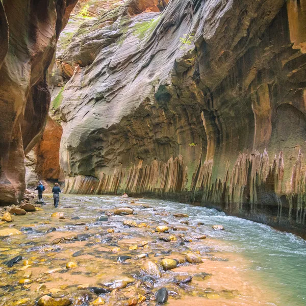 A Mesmerizing Experience Hiking The Narrows in Zion National Park