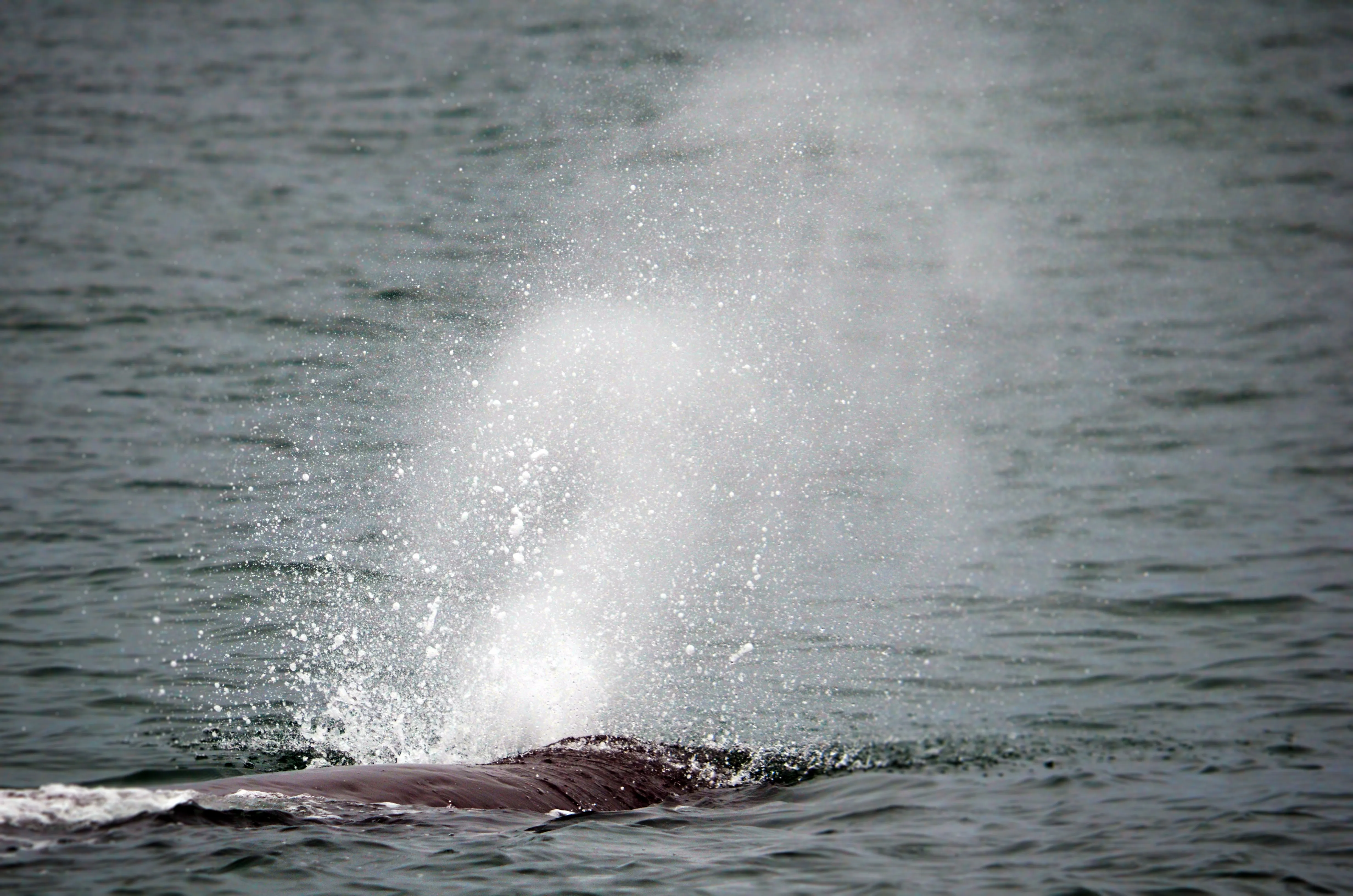 Whale Watch in Kaikoura