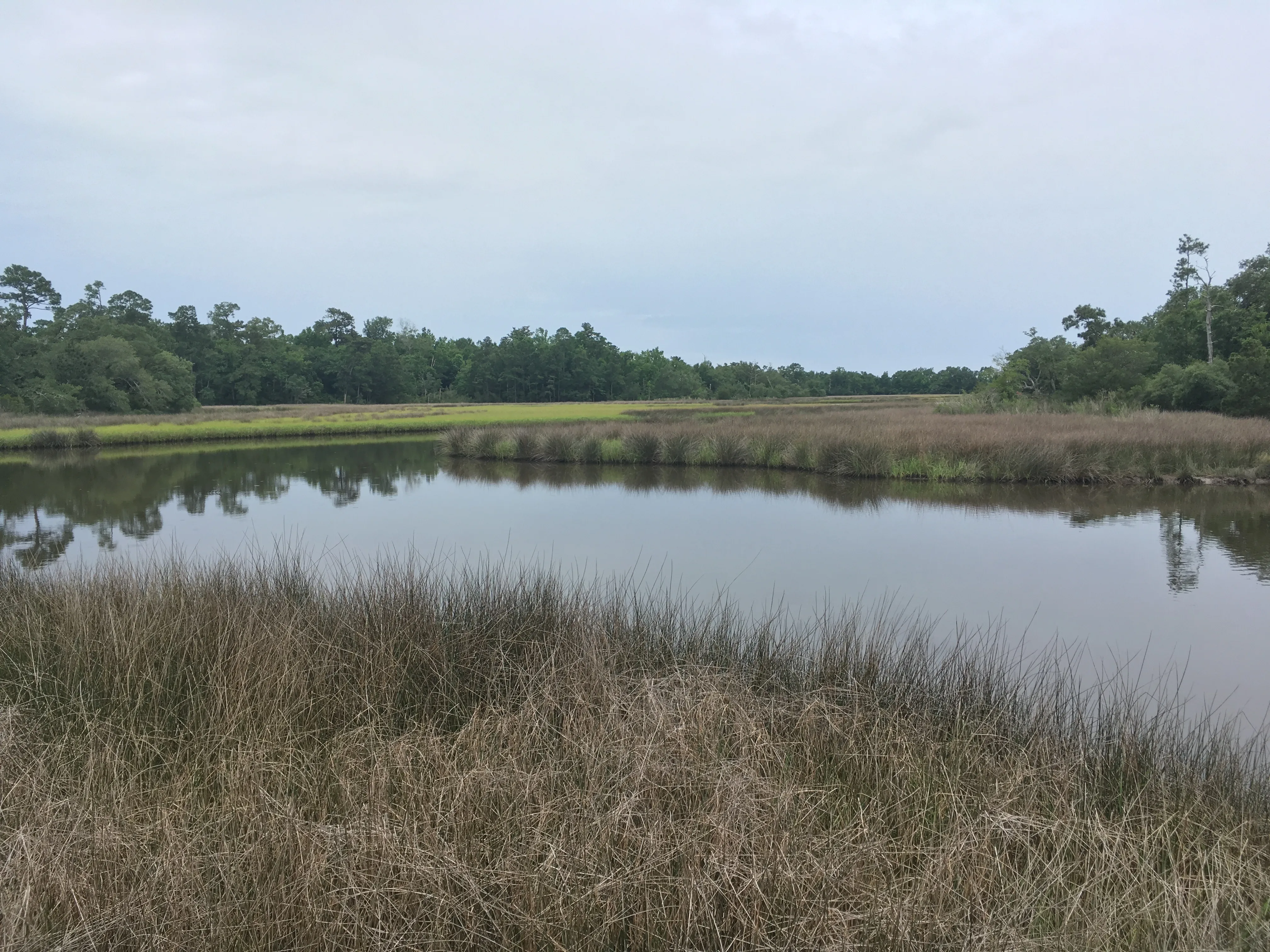 Photograph the Wildlife at Davis Bayou Area