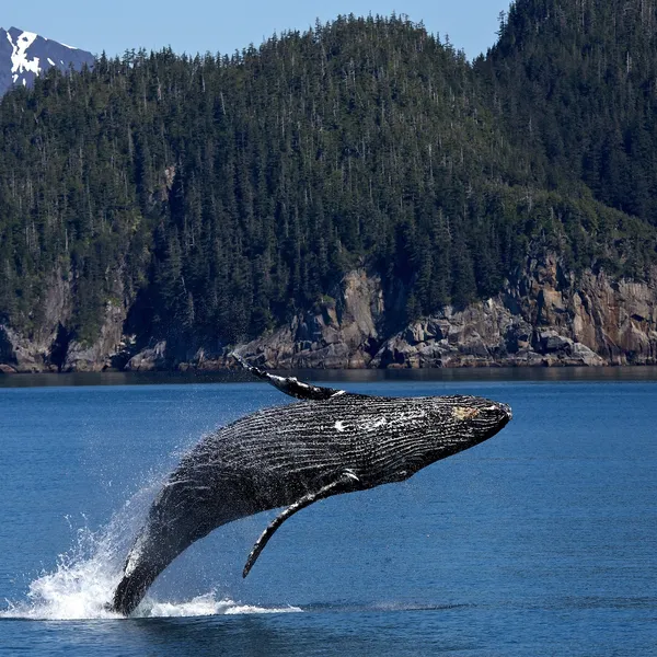 How to Go Whale Watching in Washington (for Free!)
