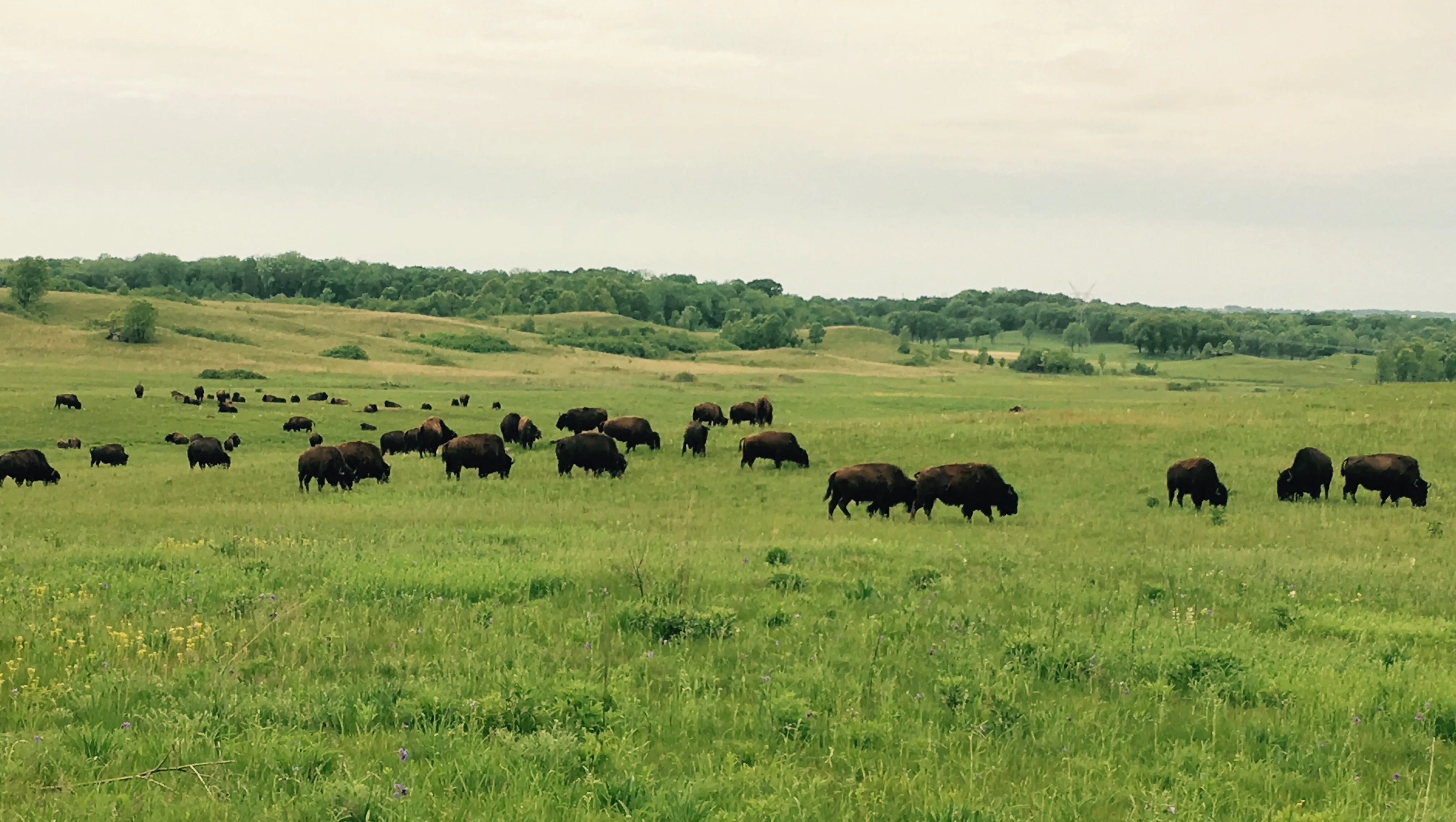 Explore the Nachusa Grasslands