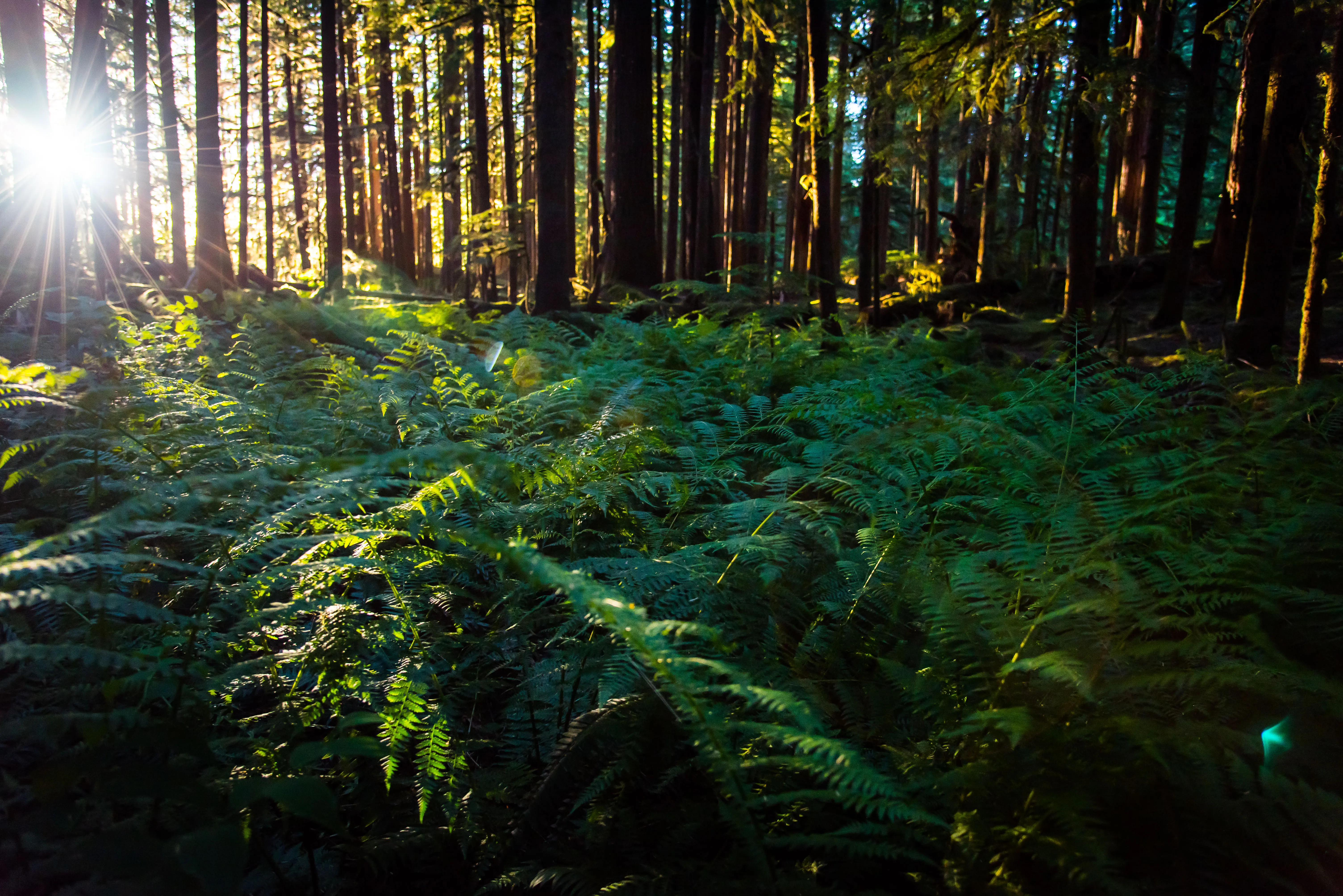 Ancient Groves