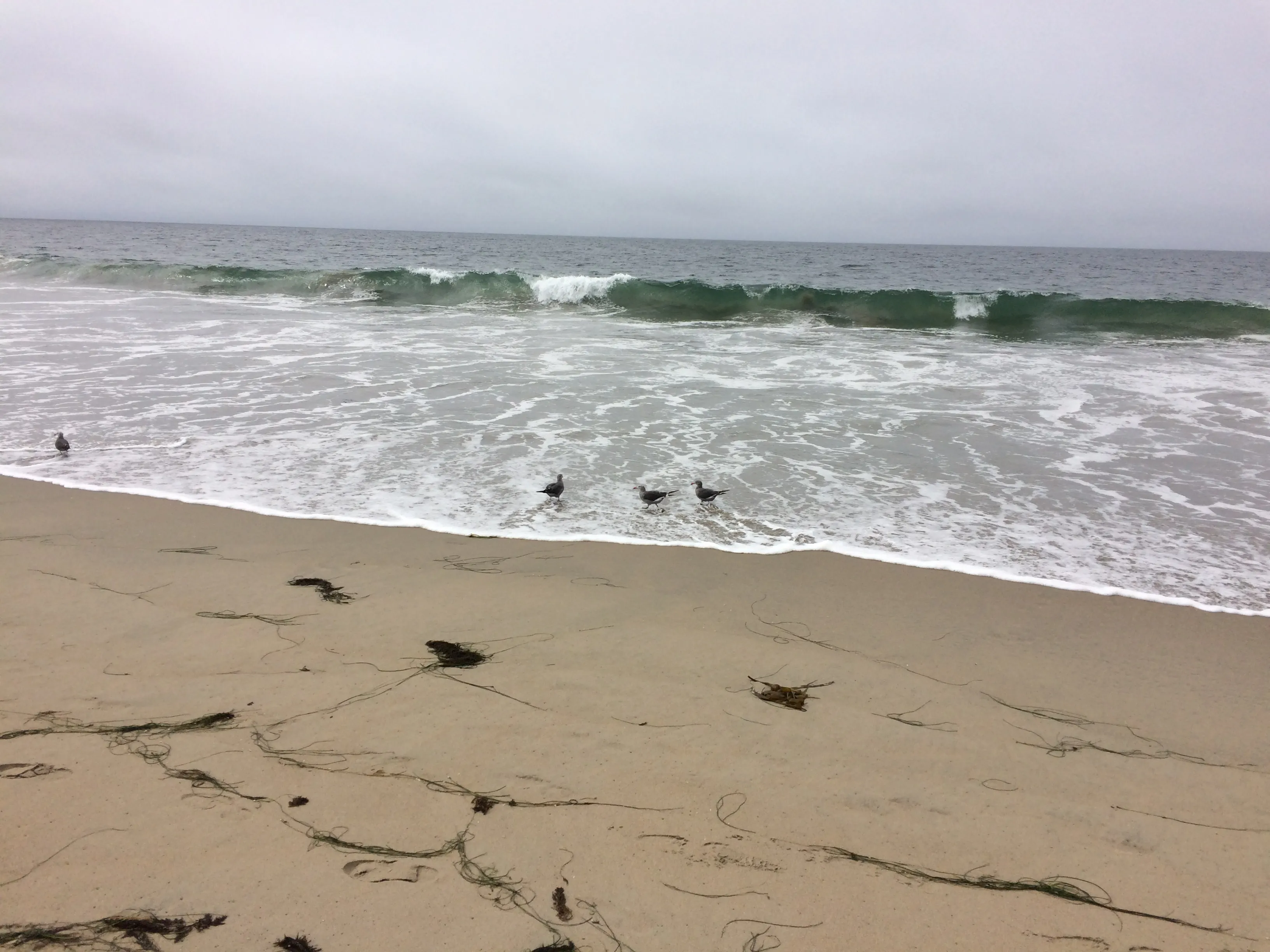Laguna Trail & Coast Trail Loop