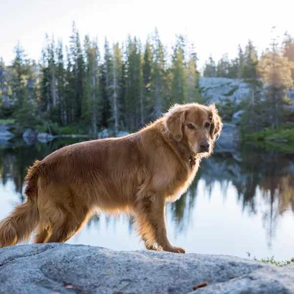 The Most Relaxing Backpacking Trip I've Ever Taken with My Dog, Jack