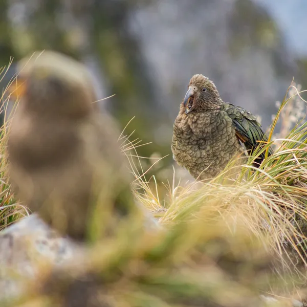 The Birds of New Zealand Are Awesome