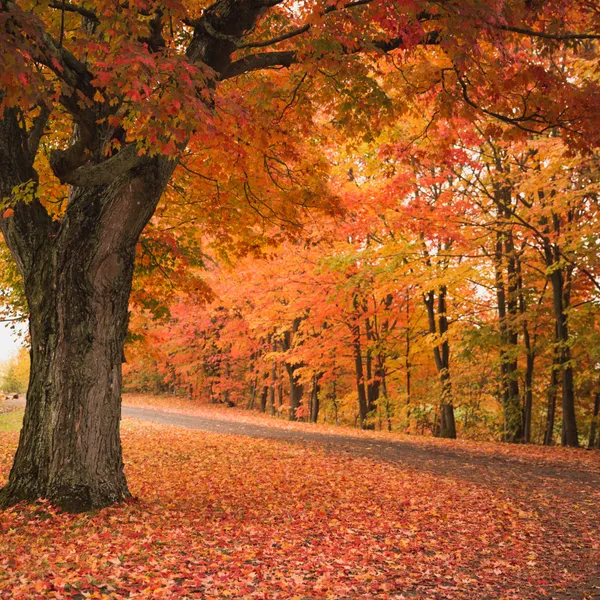  5 Tips for Finding Beautiful Fall Foliage in Massachusetts 