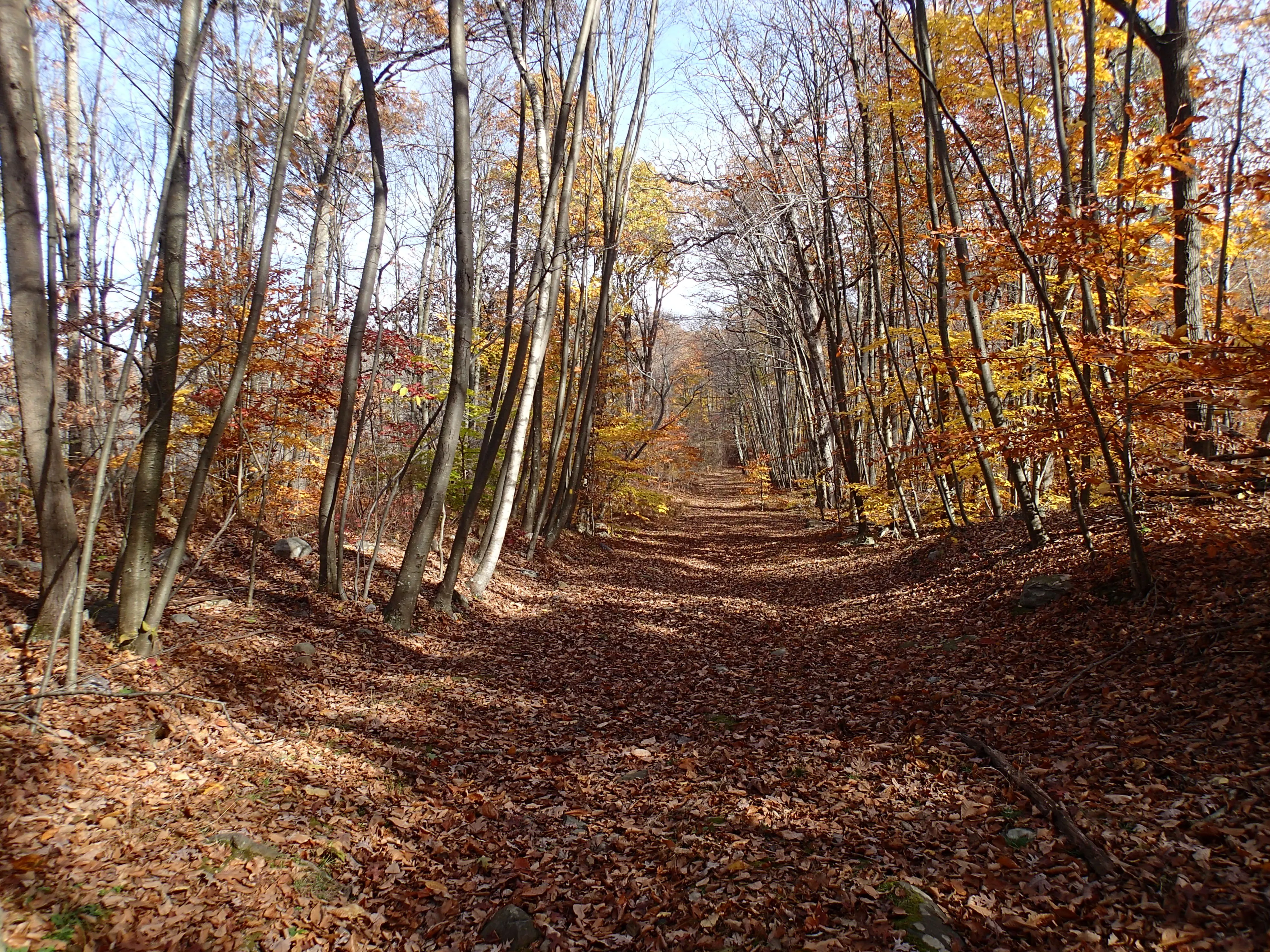 Hike the Timberbrook Pond - Riley's Rise Loop