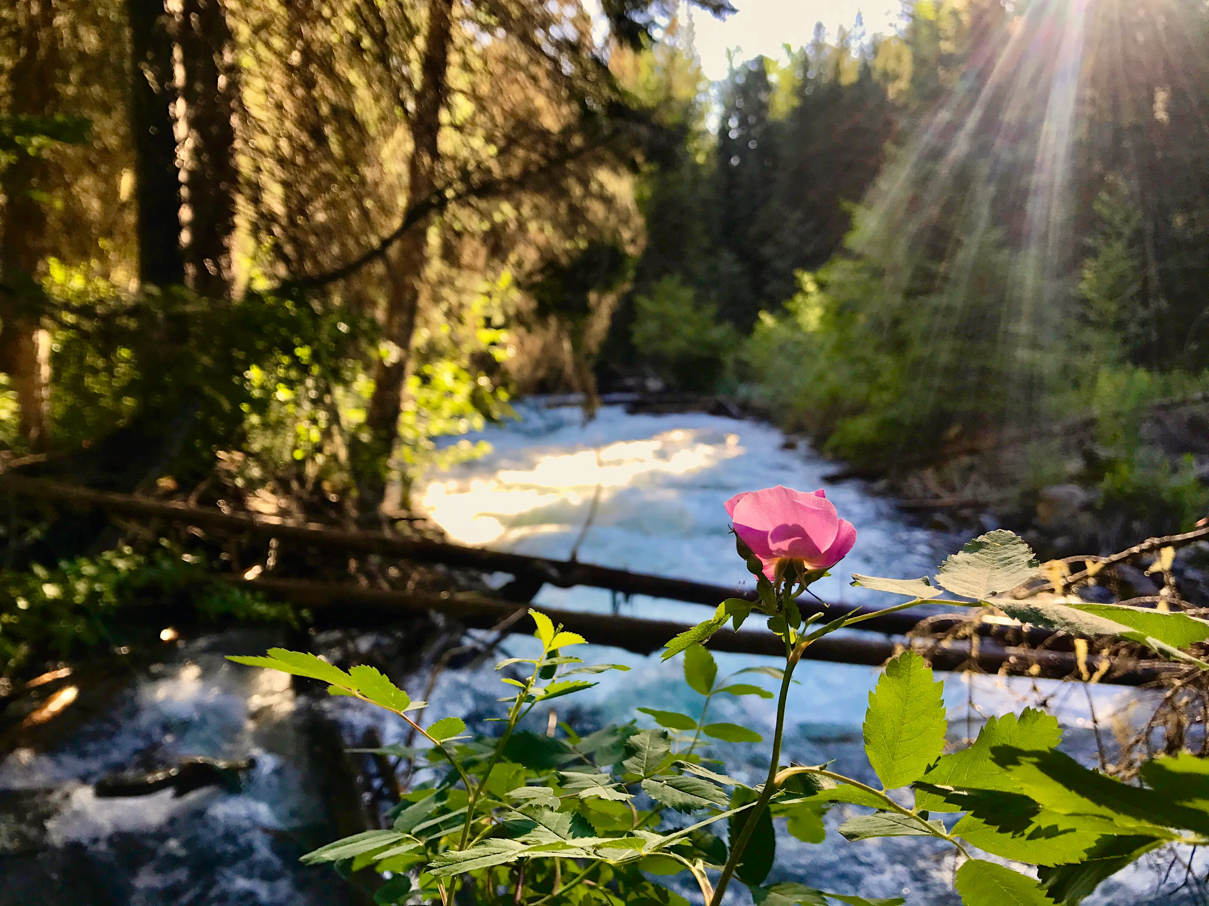 Camp at Hurricane Creek Campground