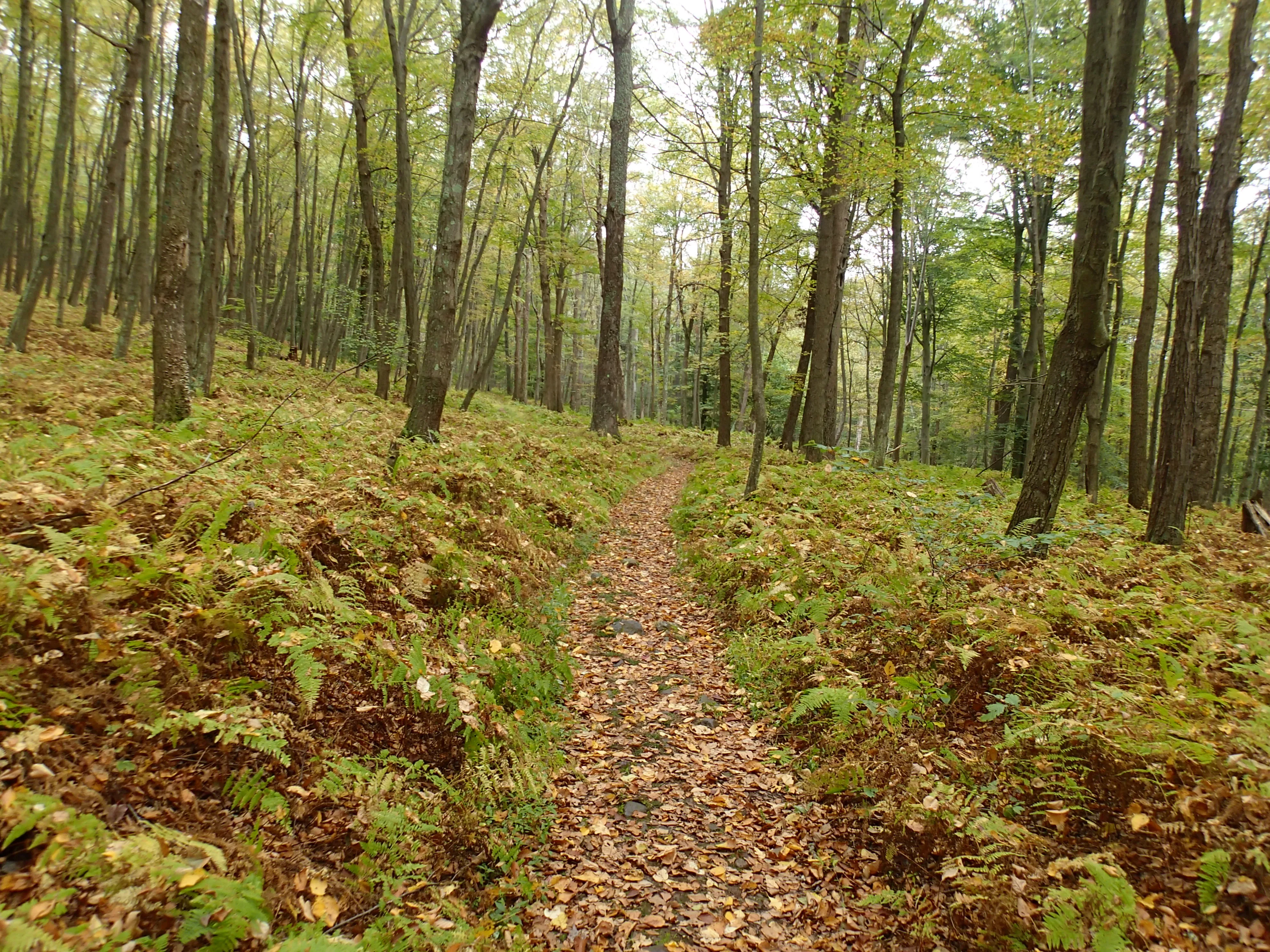 Hike the Mount Mohican-Raccoon Ridge Traverse