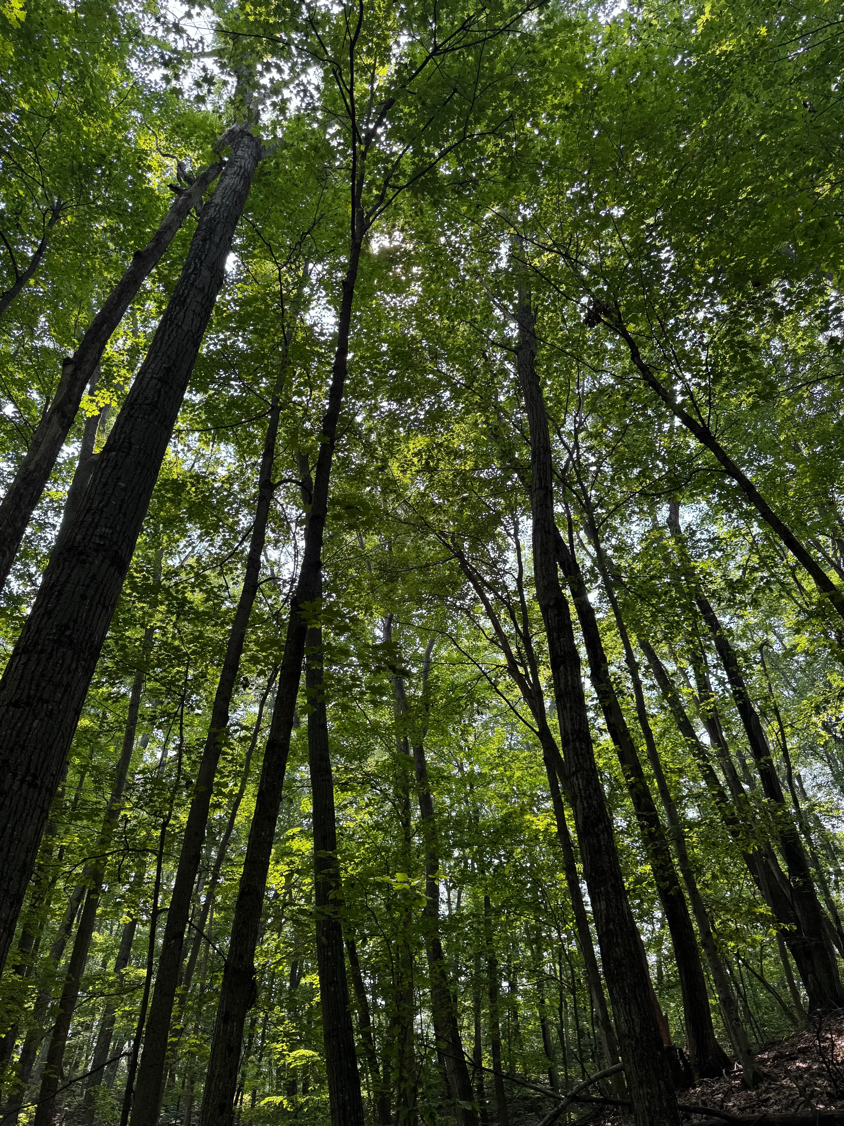 Mt Minnie Nature Preserve