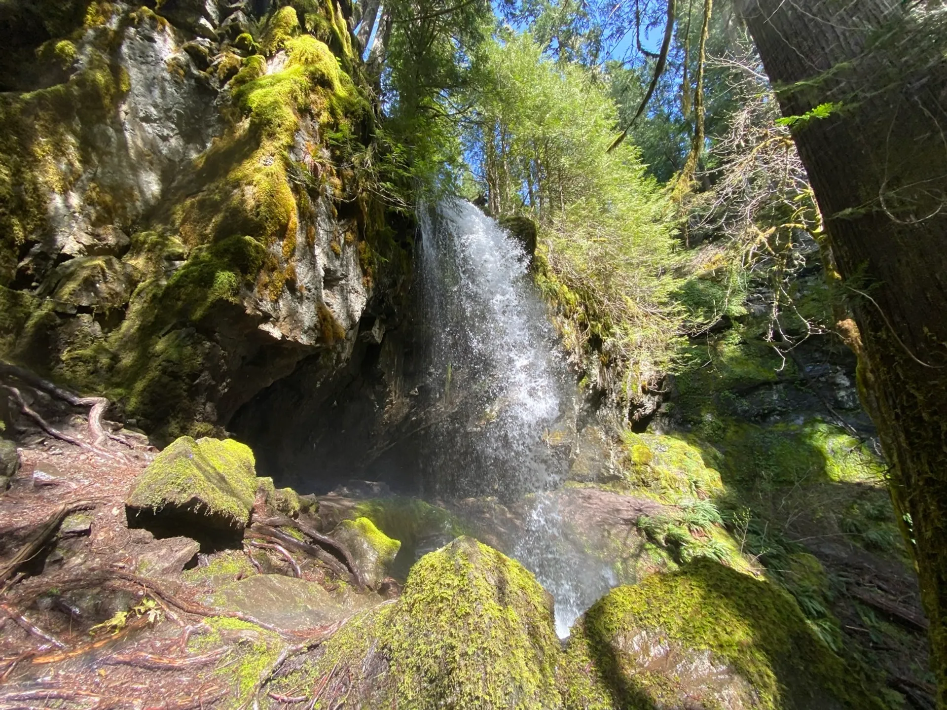Brice Creek Trail