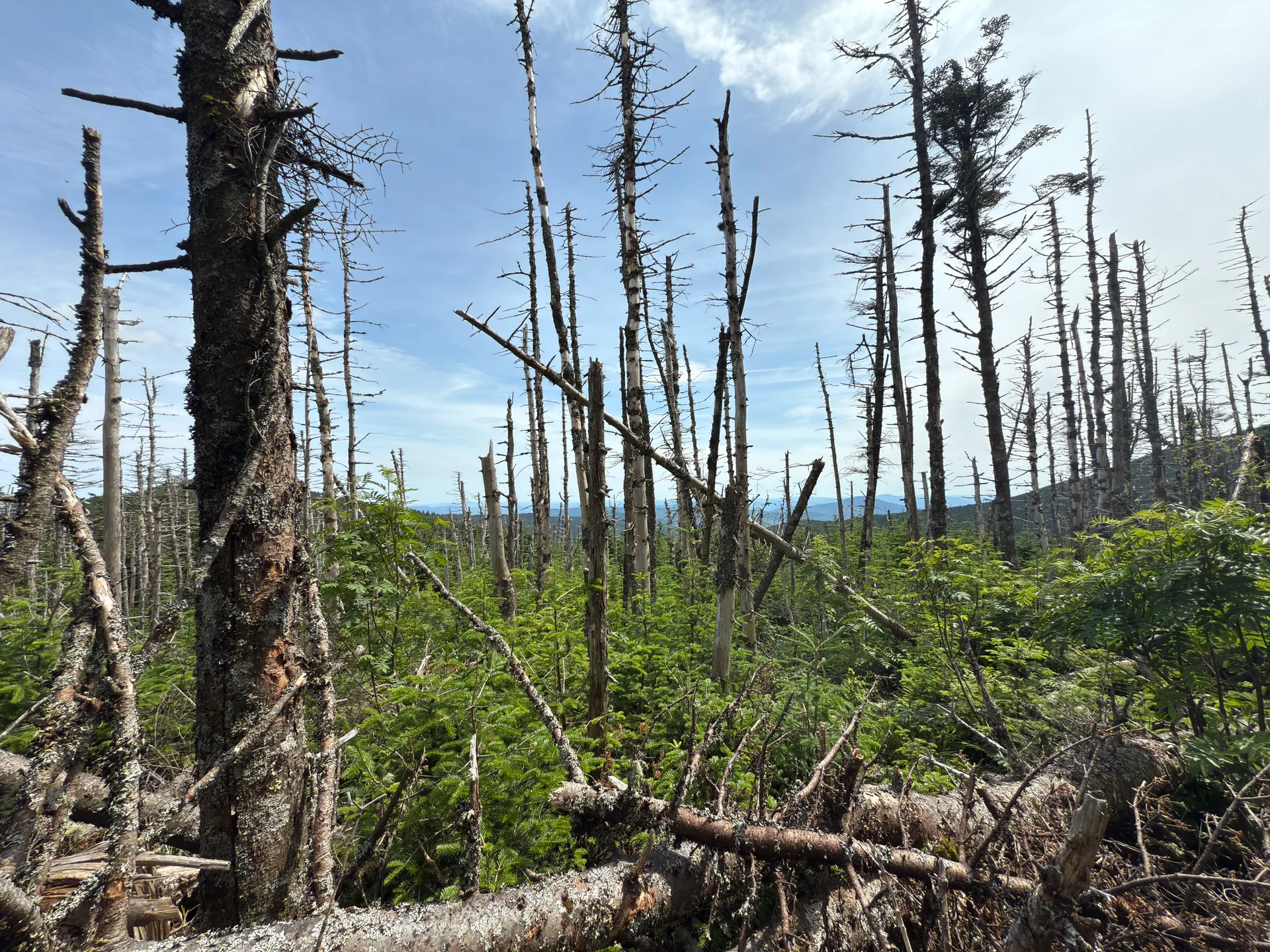 Mount Moosilauke via Beaver Brook Trail