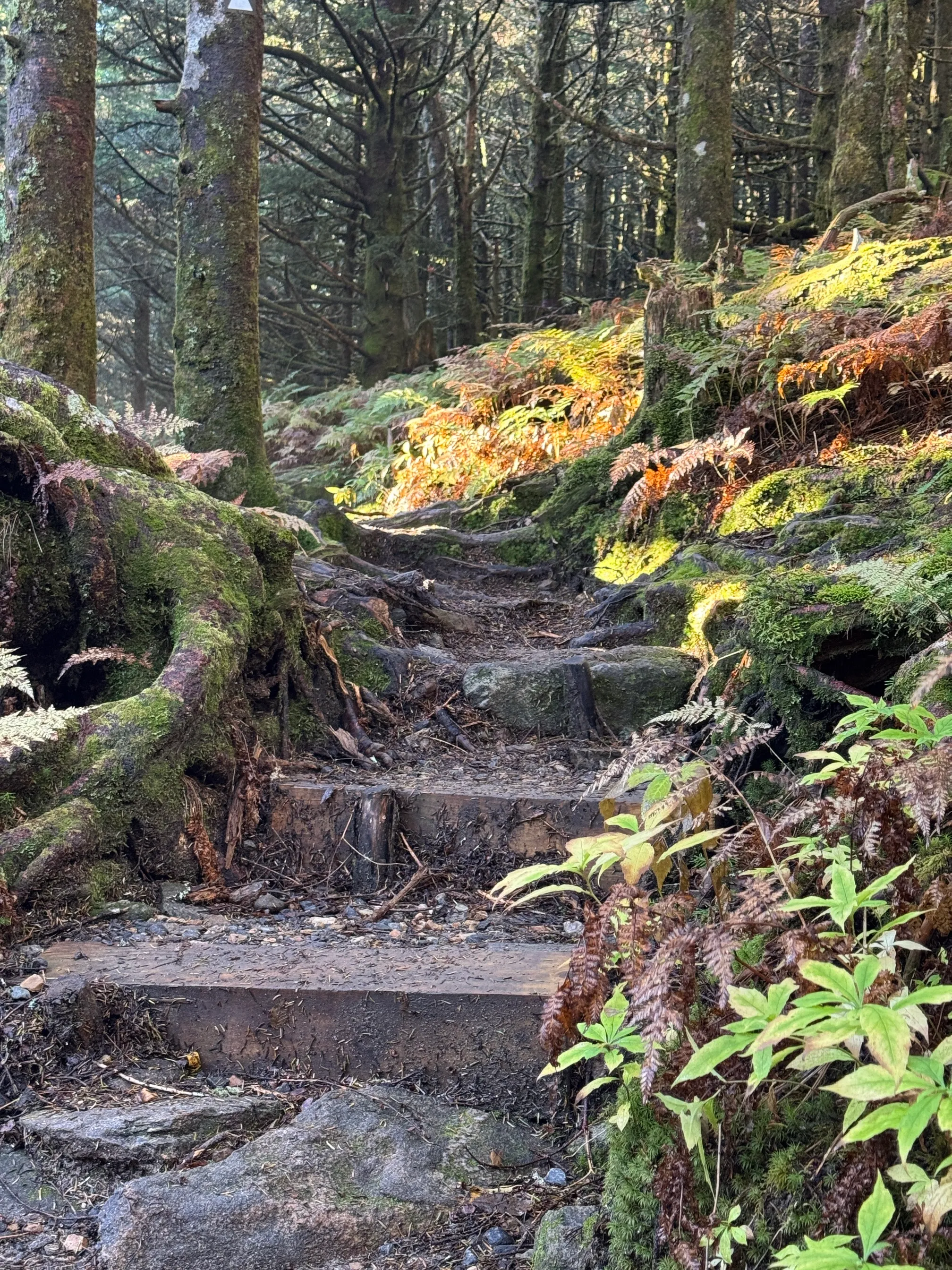 Balsam Nature Trail to Mount Mitchell