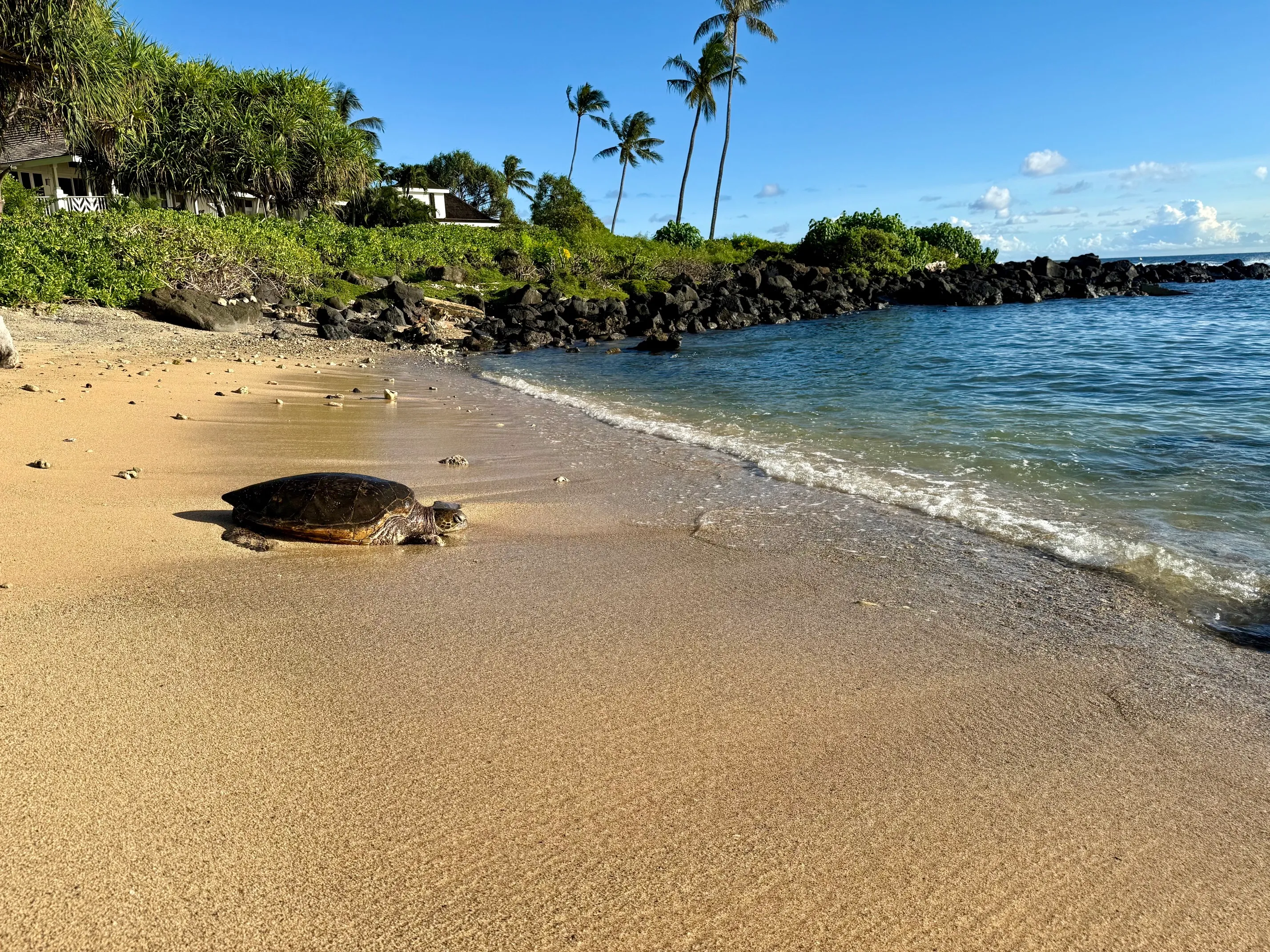Baby Beach