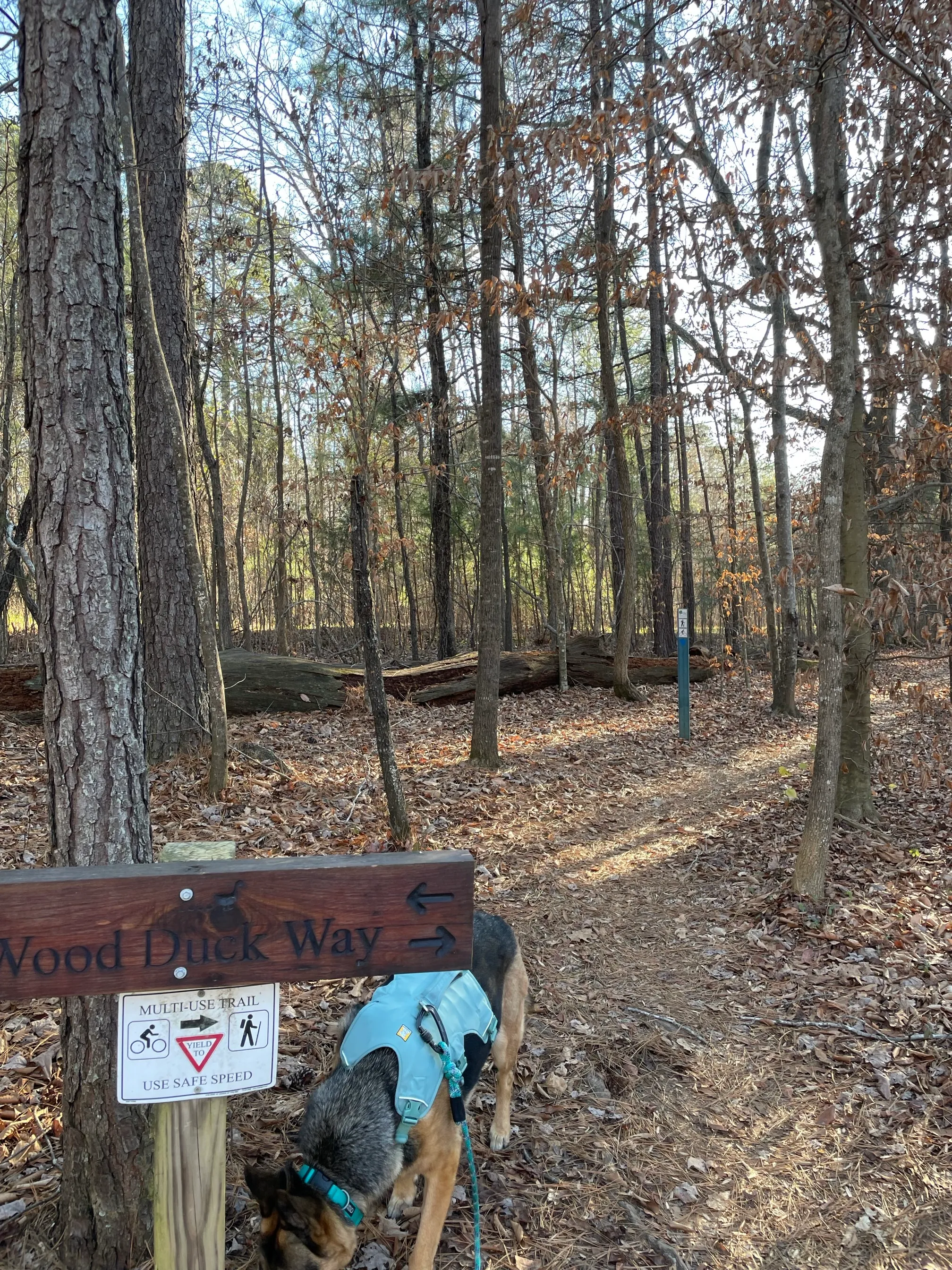 Wood Duck Way
