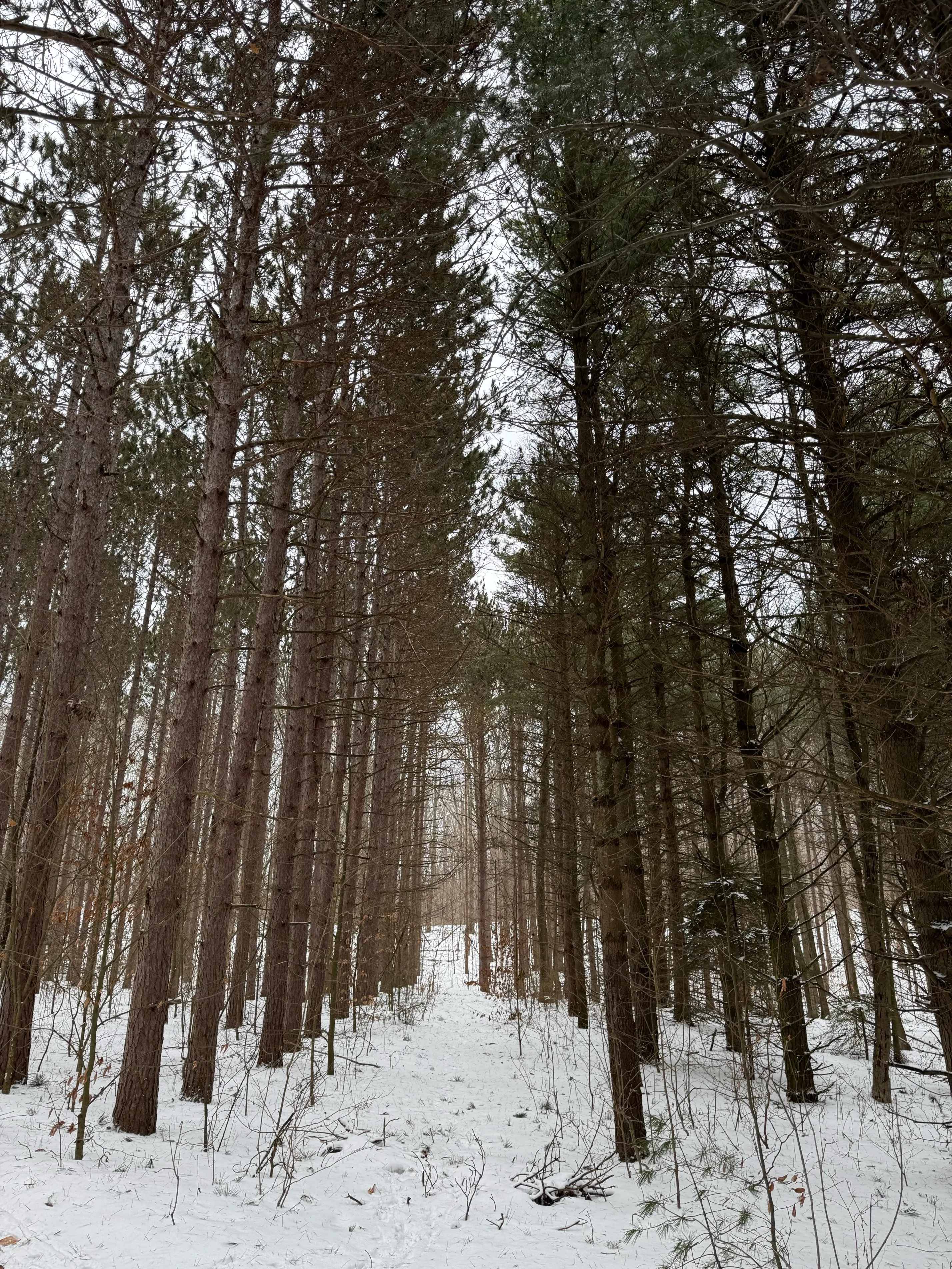 Baldy Dune Trail