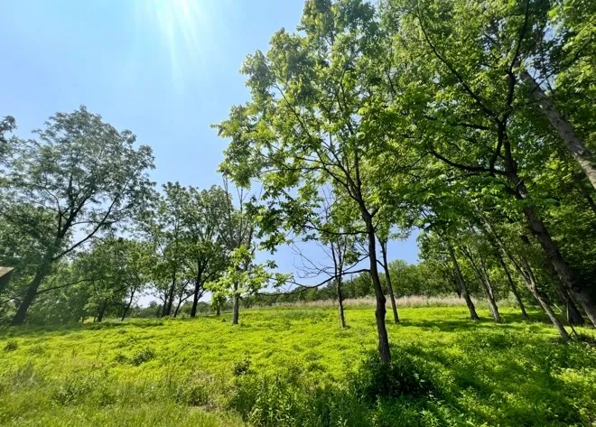 Hartman Trail to Mattern Trail