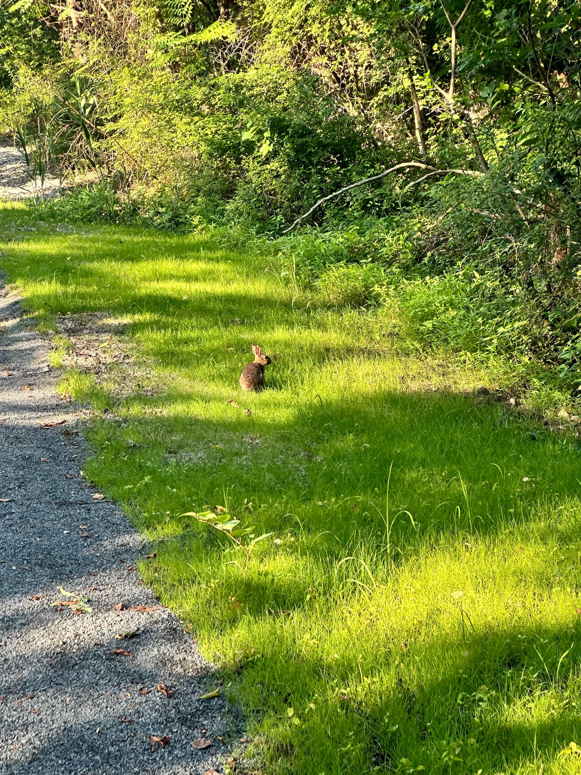 Swan Lake Loop